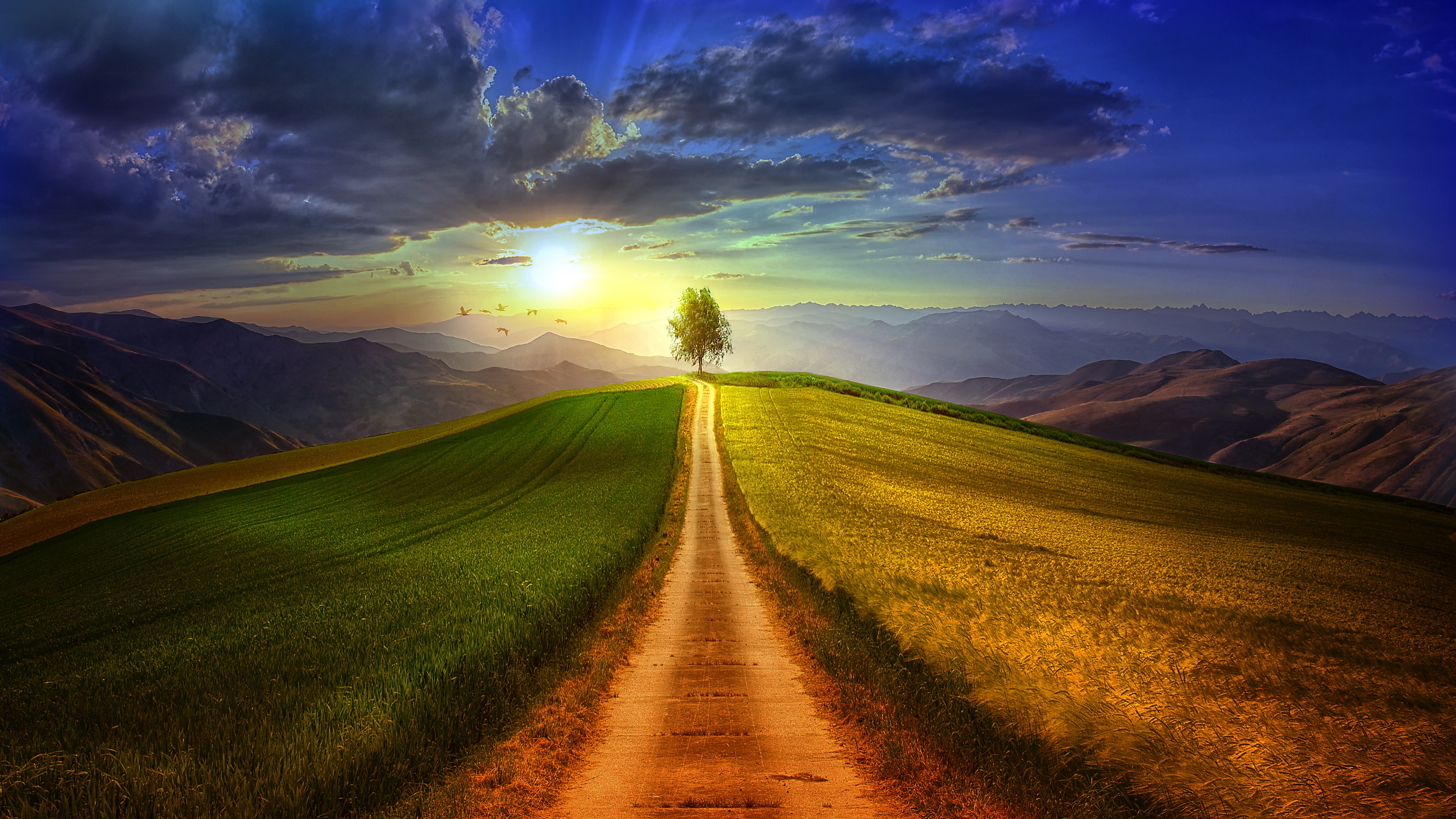 4K landscape with a path and a lone tree HD Wallpaper