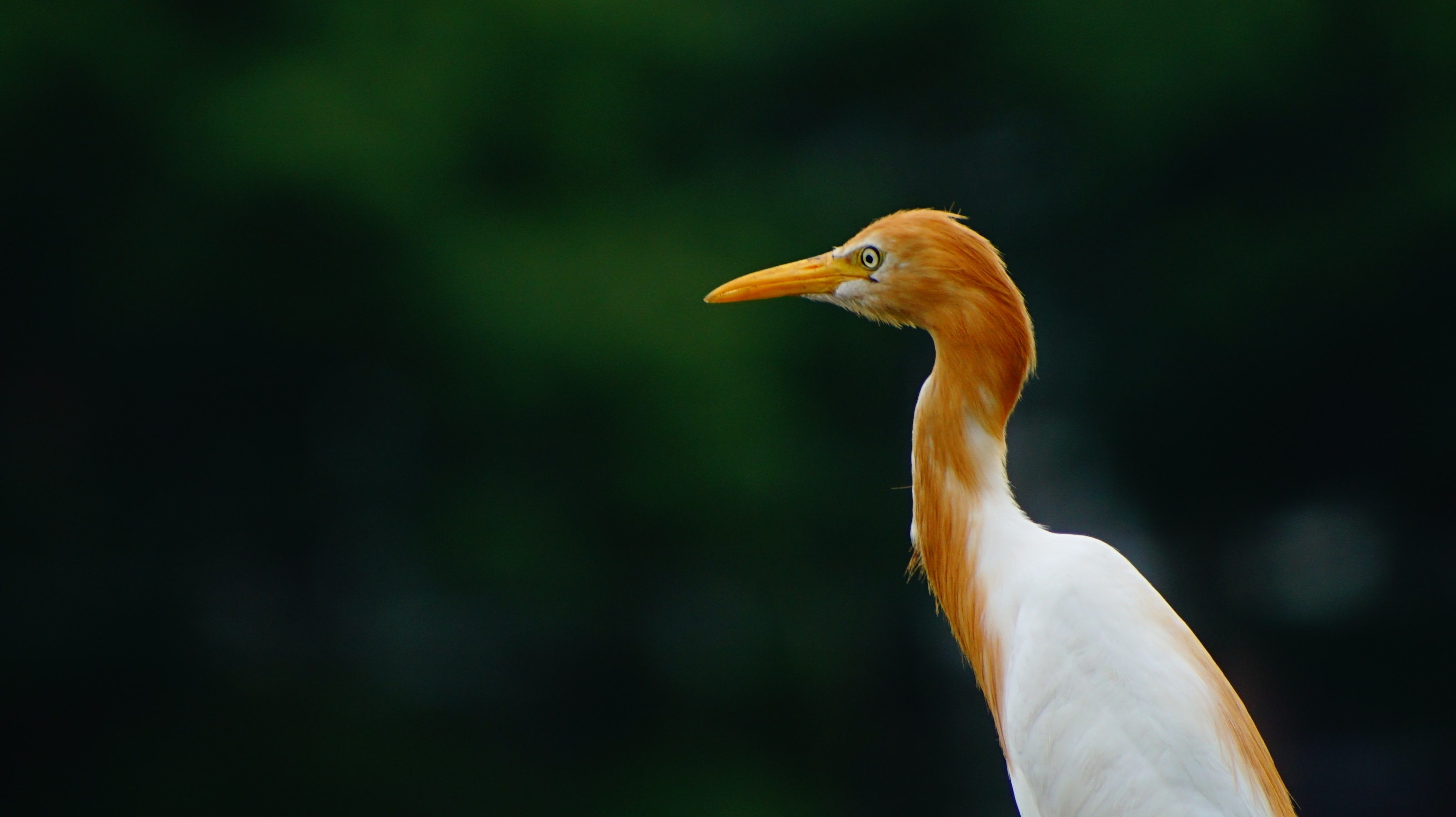 Eastern Cattle Egret bird with orange and white plumage HD Wallpaper
