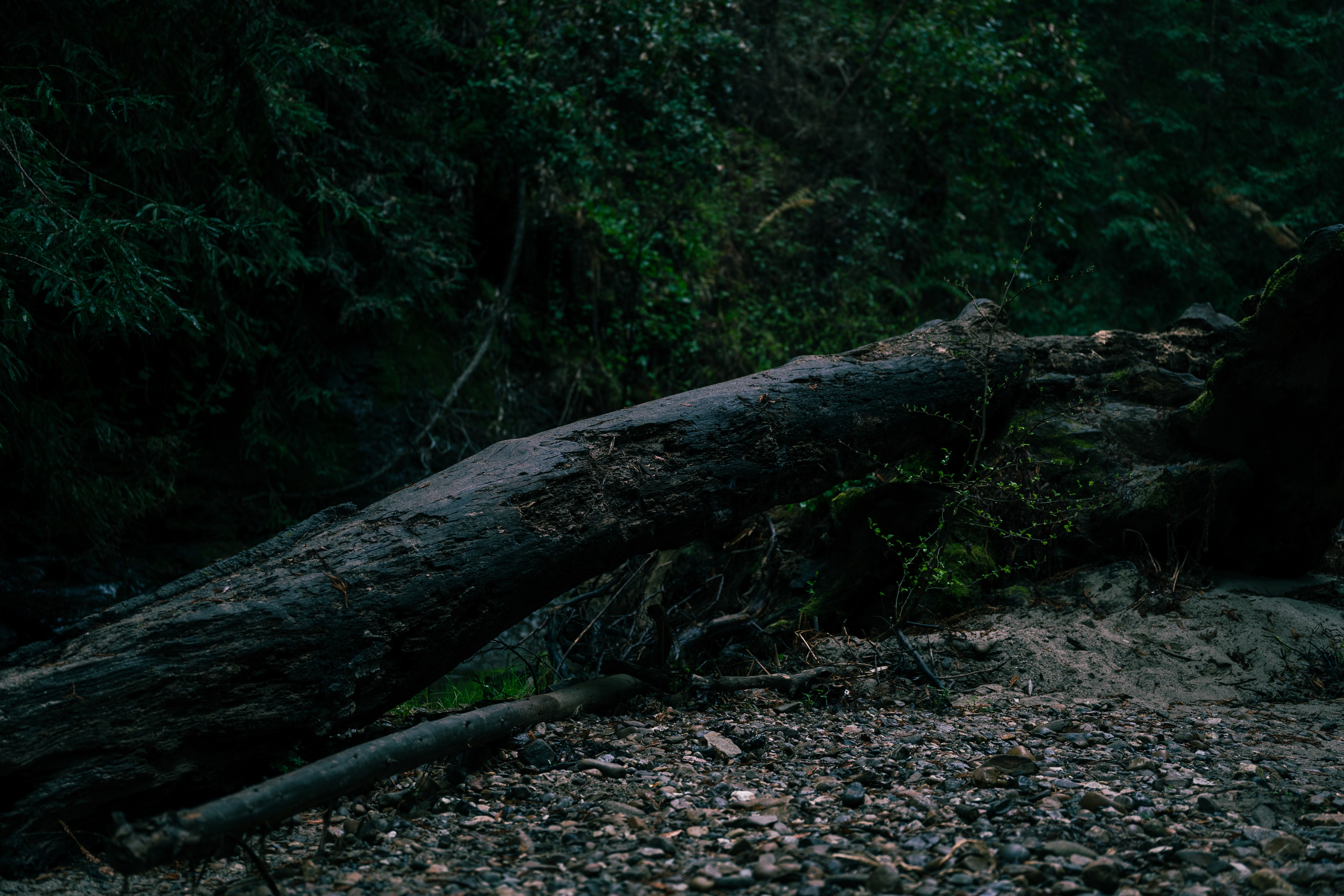 Fallen log in a dark forest near Santa Cruz HD Wallpaper
