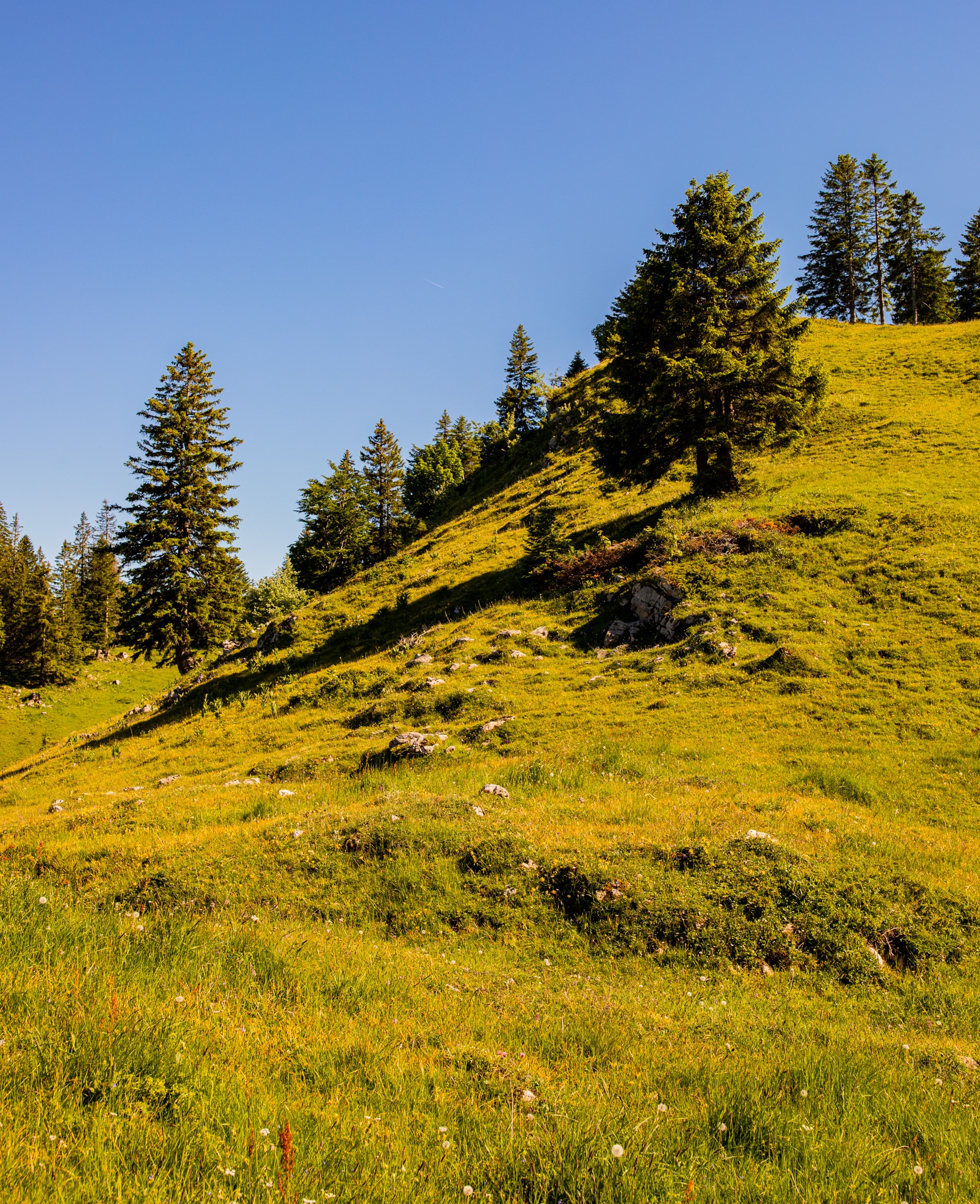 Grassy hillside with trees and blue sky HD Phone Wallpaper