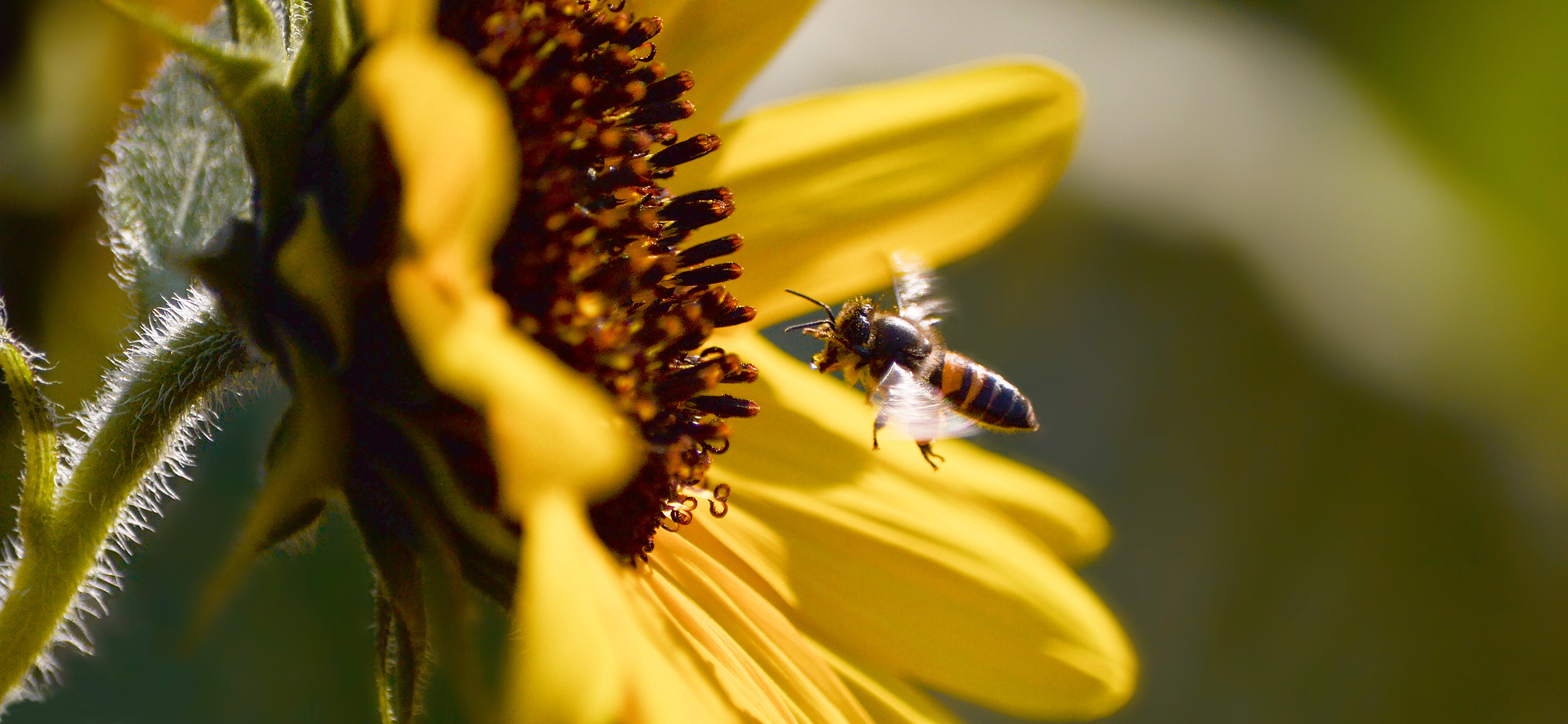 Bee flying towards a sunflower HD Wallpaper