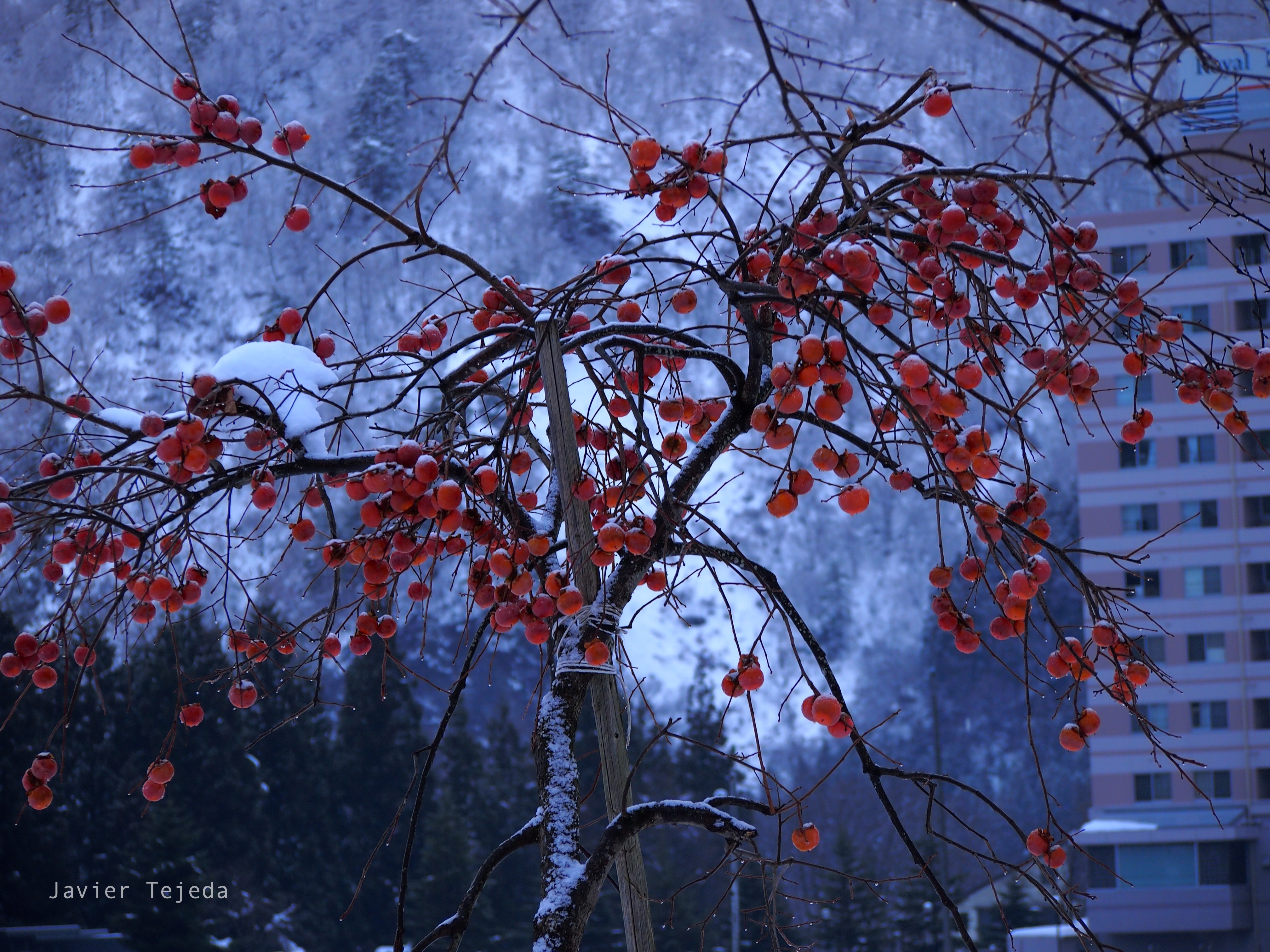 Persimmon Tree in Snow, Japan HD Wallpaper