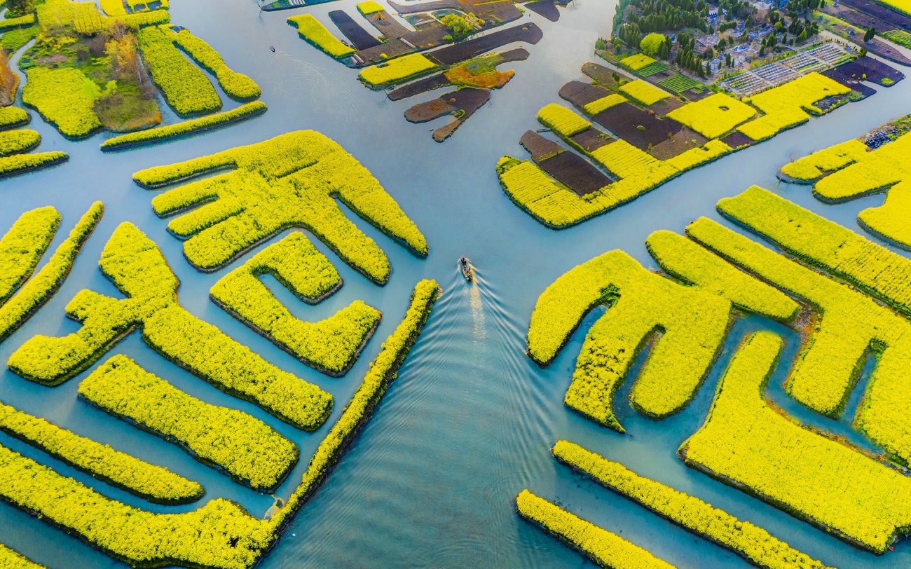 Aerial view of yellow flower fields in water near Ningtai Yu, China HD Wallpaper
