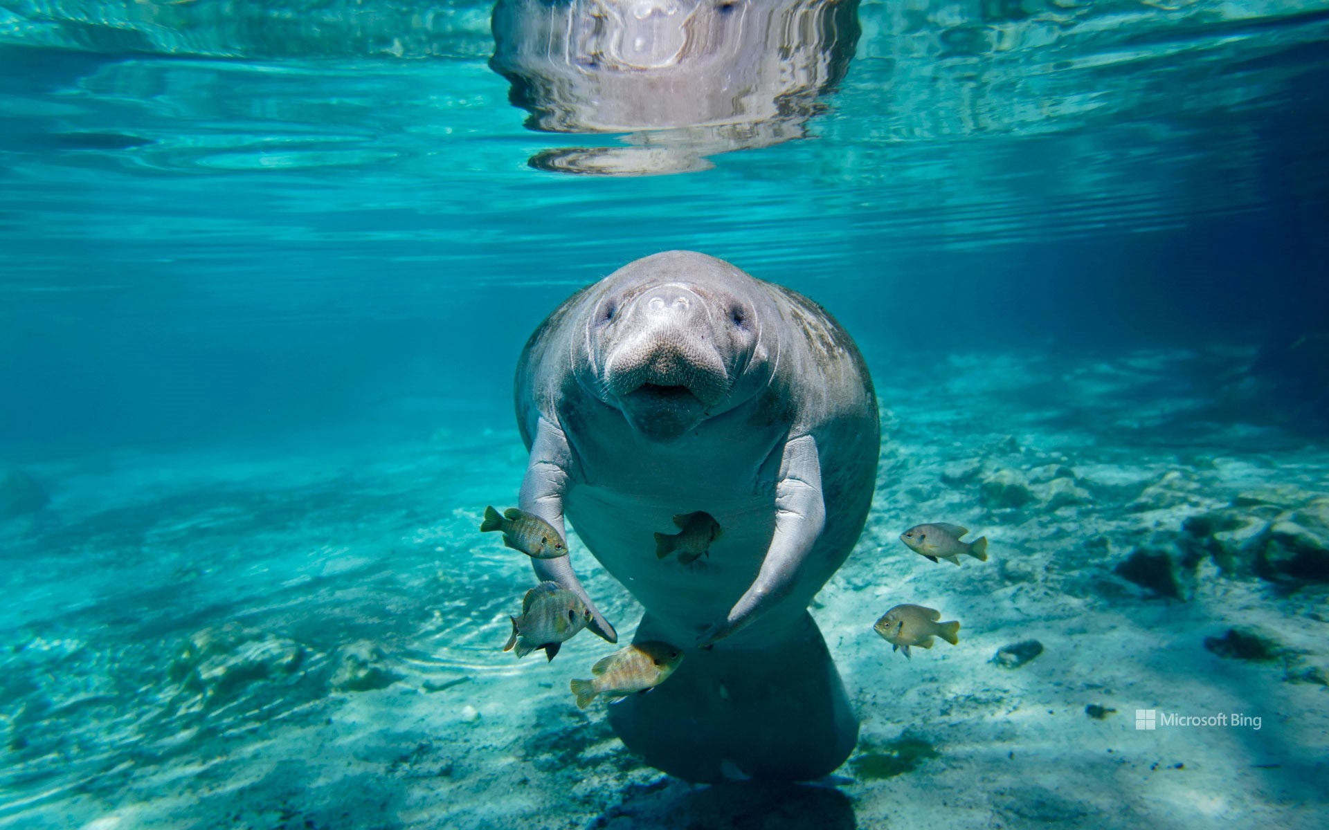 Manatee and fish swim underwater in clear blue water HD Wallpaper