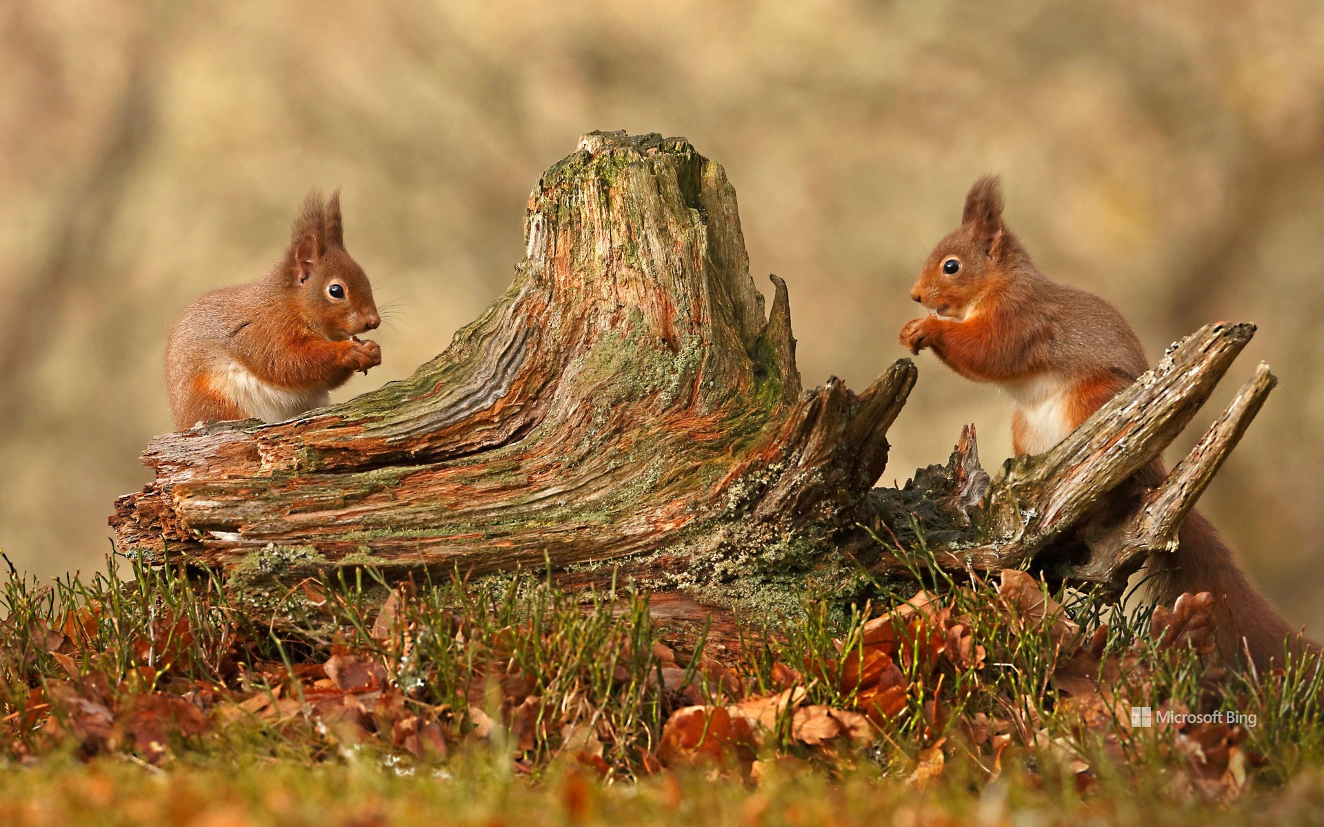 Two red squirrels eating on a log HD Wallpaper