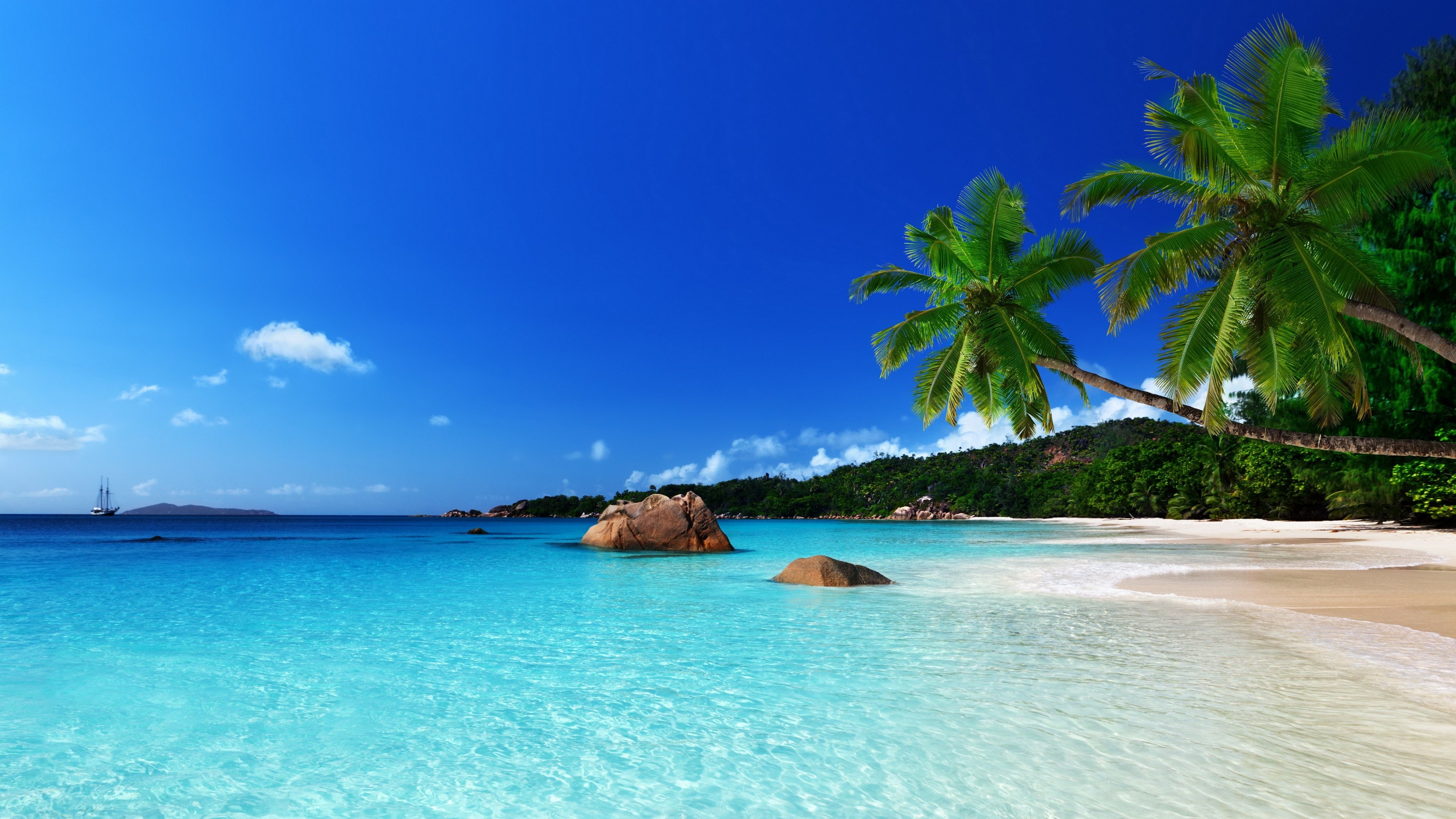 4K tropical beach with palm trees and turquoise sea HD Wallpaper