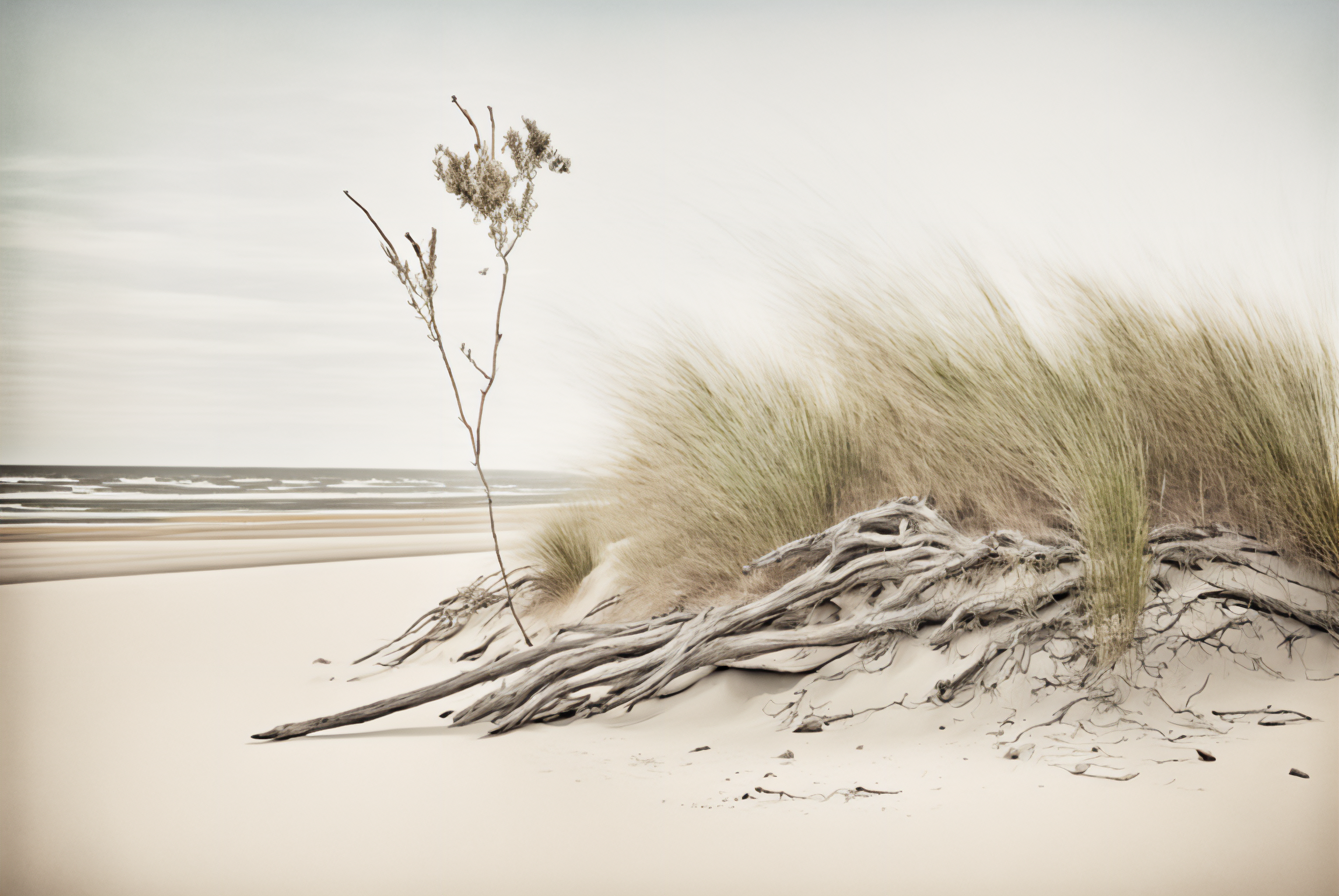 Driftwood and grass on a sandy beach HD Wallpaper