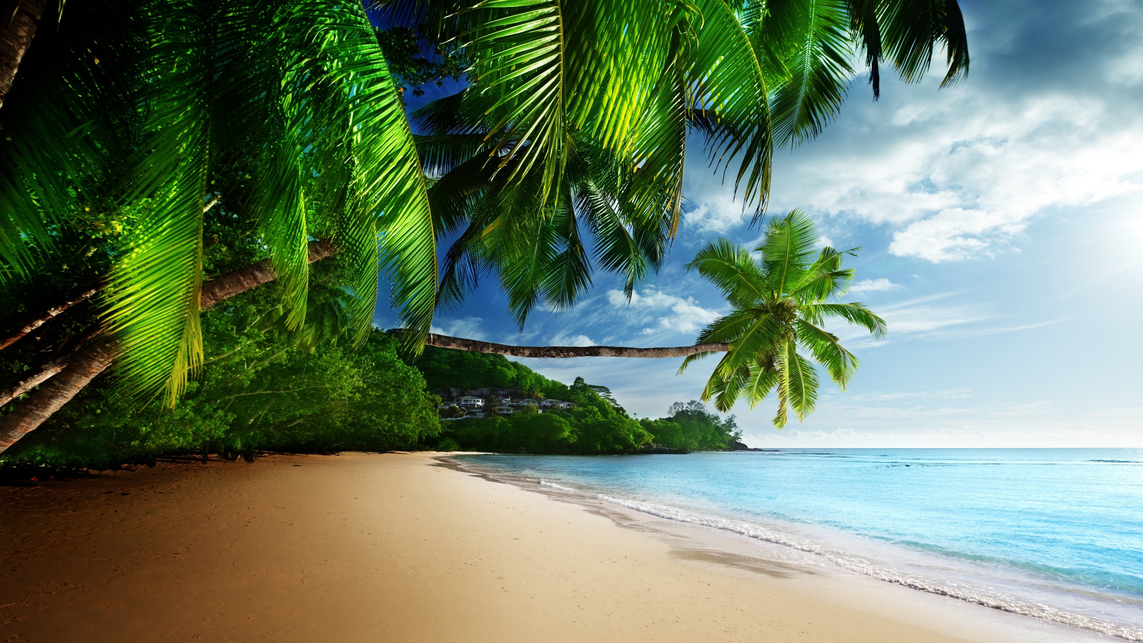 4K beach with palm trees and ocean HD Wallpaper