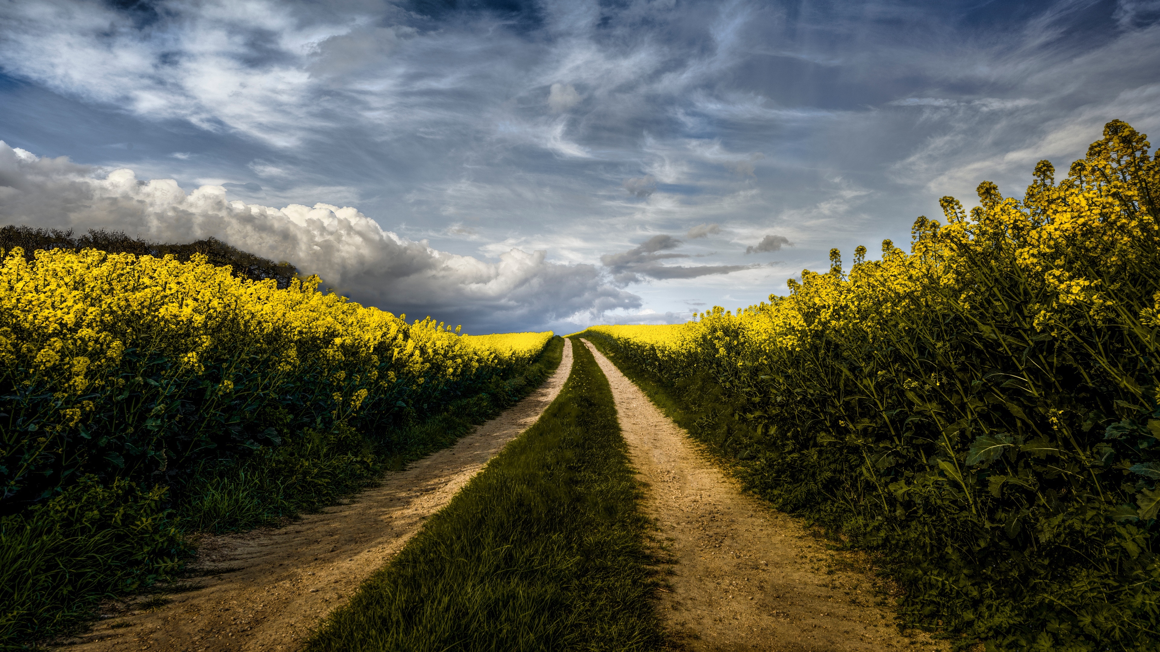 4K path through yellow flowers under cloudy sky HD Wallpaper