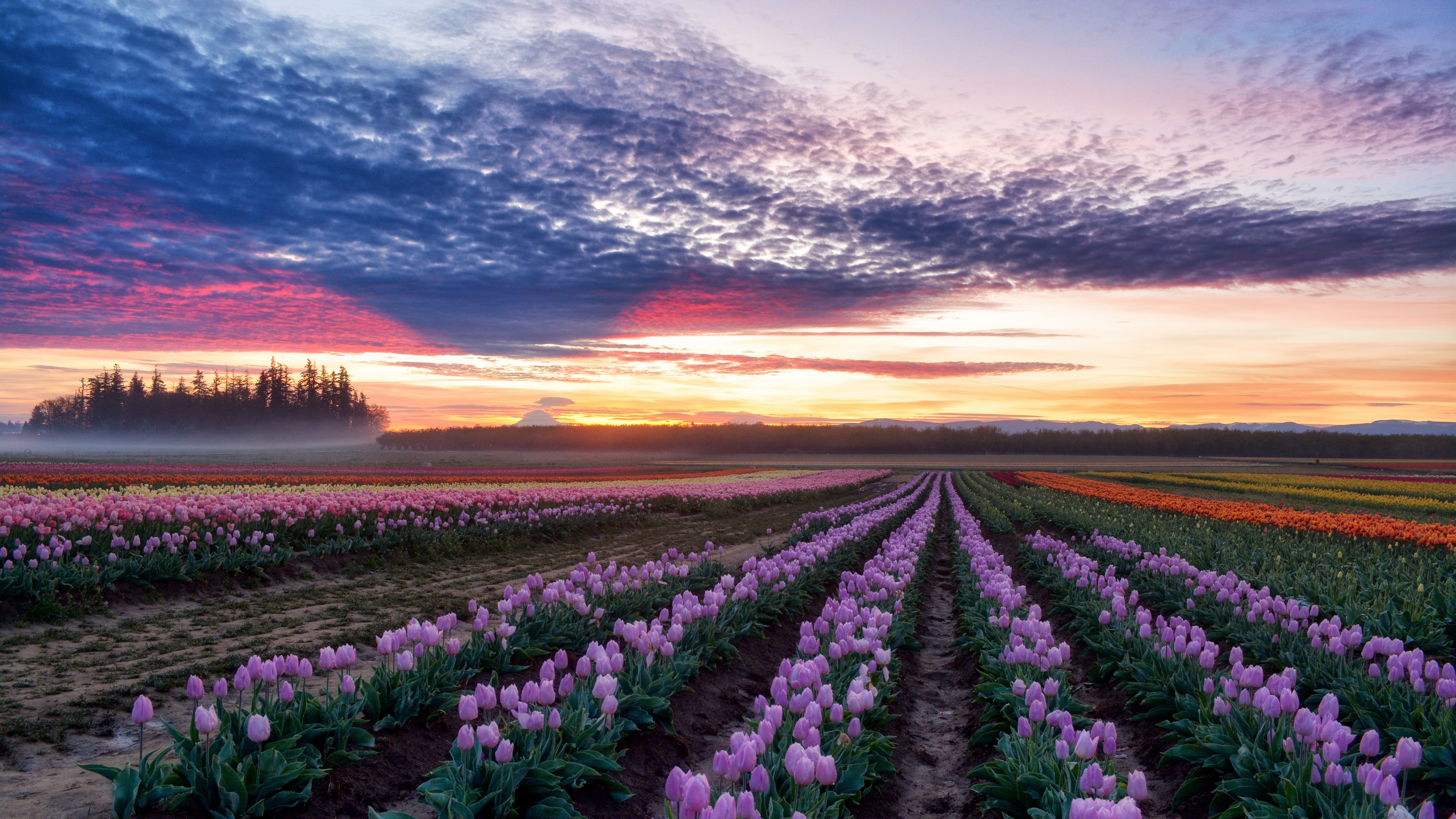 Rows of tulips at sunset with colorful sky HD Wallpaper