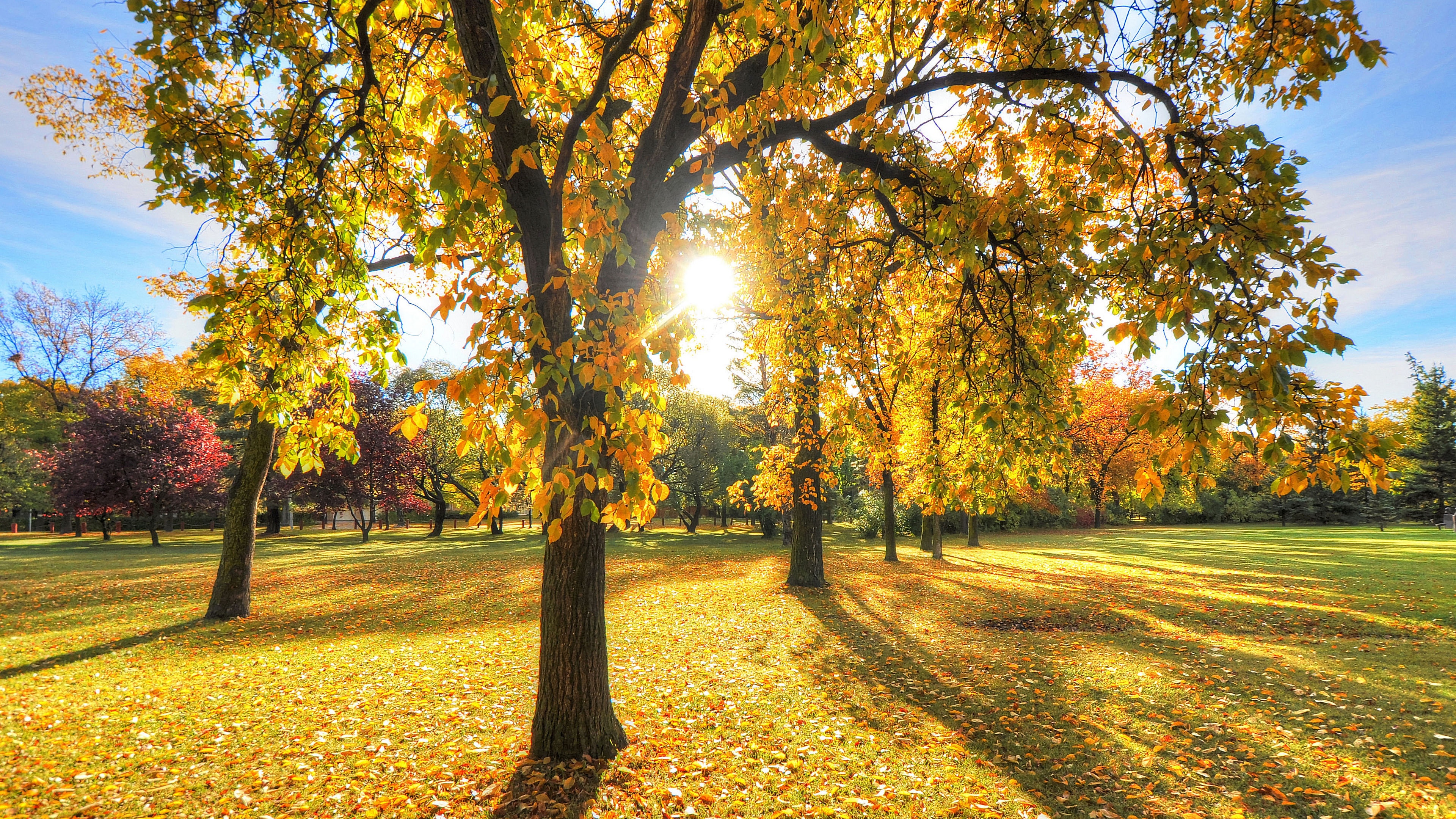 Autumn park with sunlit trees and fallen leaves HD Wallpaper