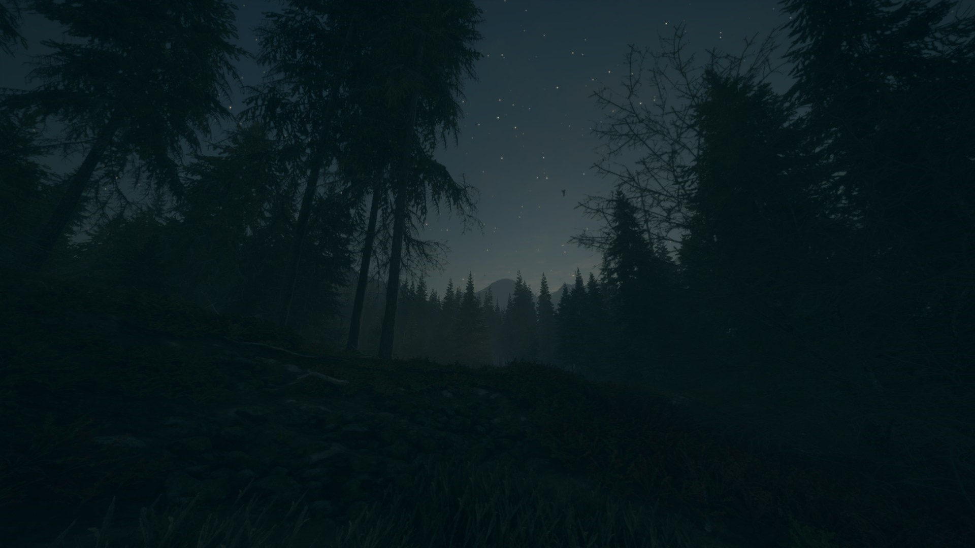 The Hunter PC game starry night forest HD Wallpaper