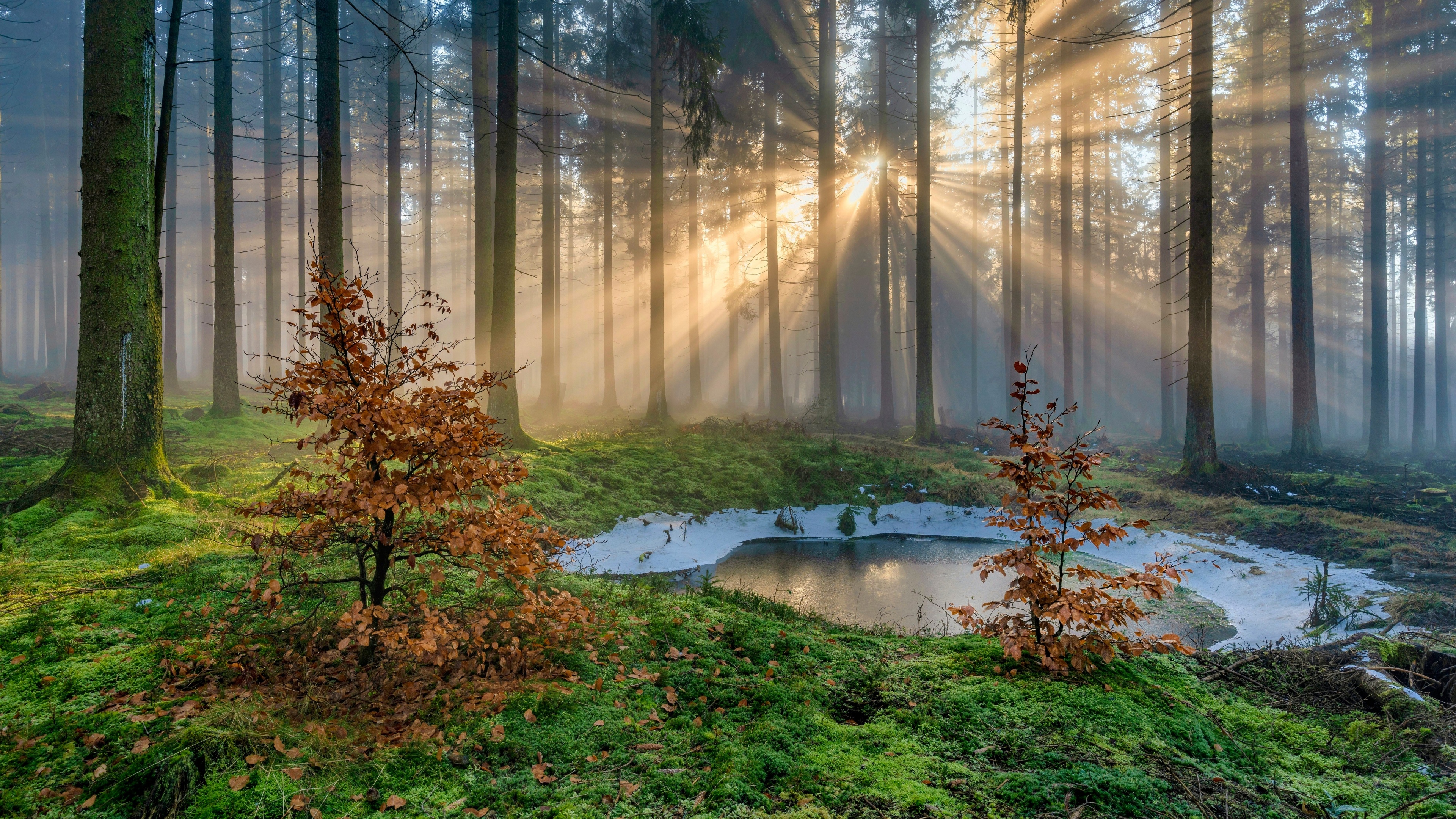 4K forest with sunlight filtering through mist HD Wallpaper