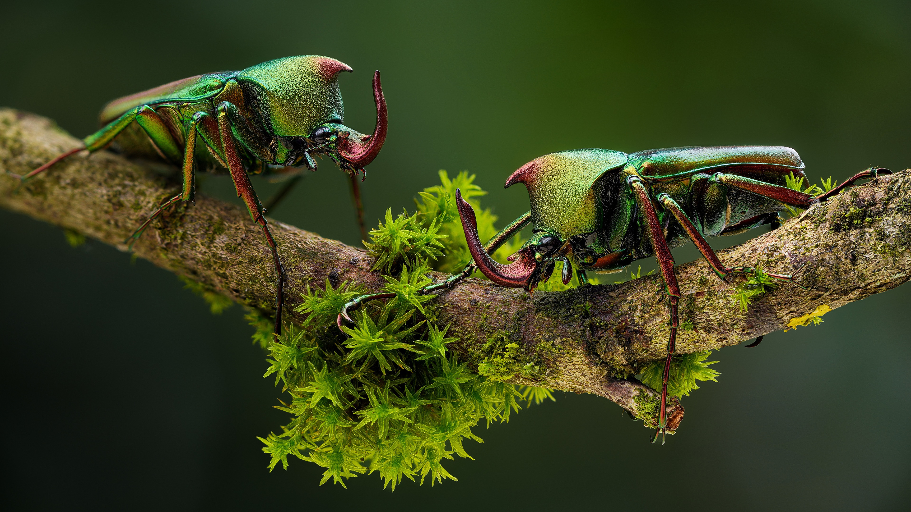 4K macro shot of two green beetles on a mossy branch HD Wallpaper