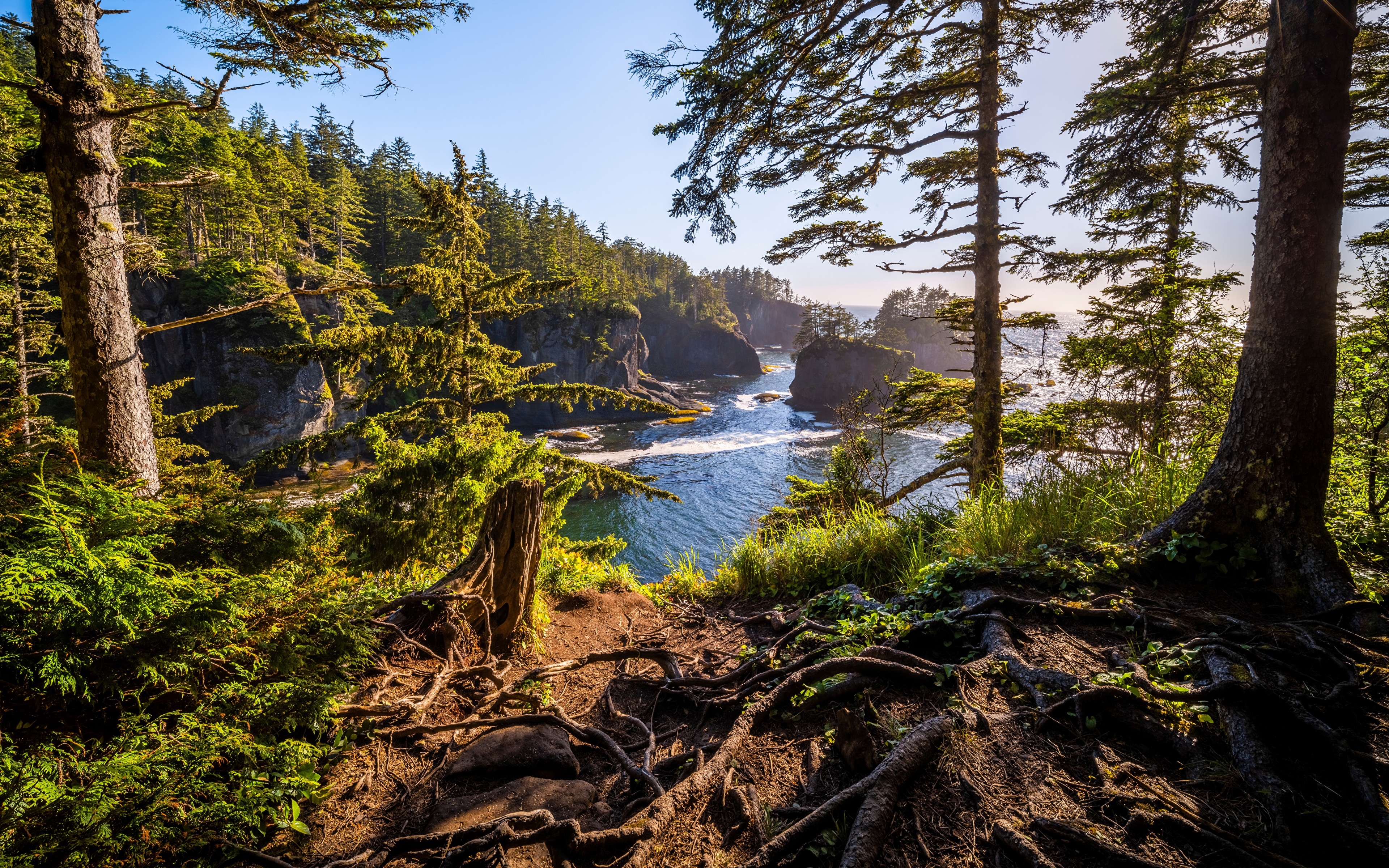 4K Cape Flattery Coastline with Trees and Ocean HD Wallpaper