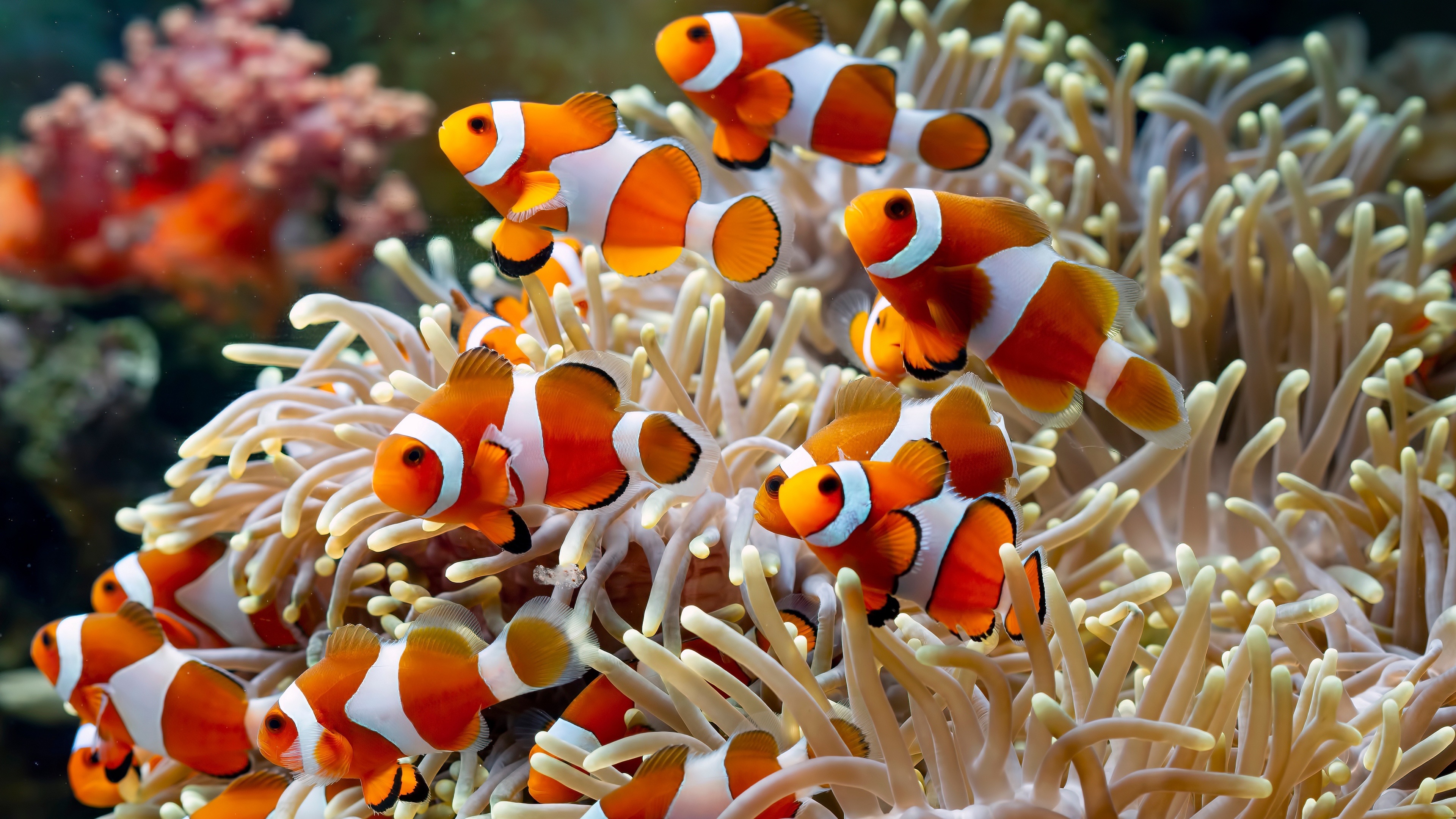 4K Clownfish Swimming Among Coral HD Wallpaper