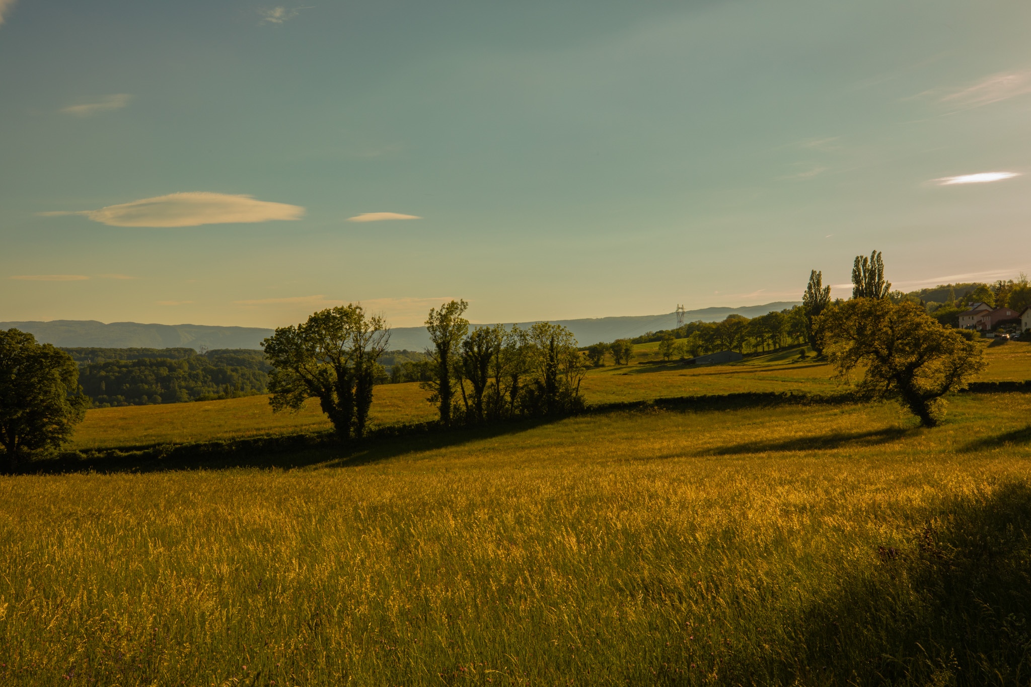 Golden field with trees and mountains under a blue sky HD Wallpaper