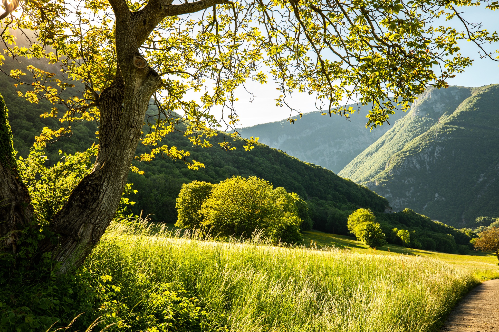 Sunlit meadow with trees and mountains HD Wallpaper