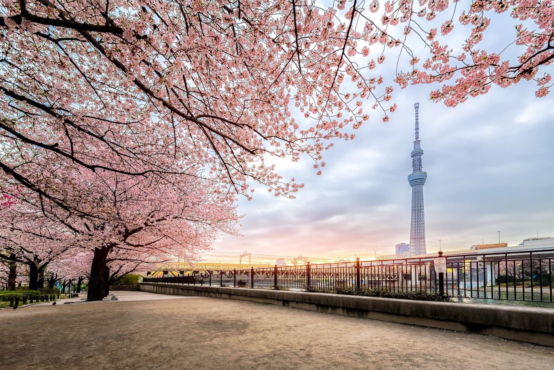 Tokyo Skytree surrounded by cherry blossoms HD Wallpaper