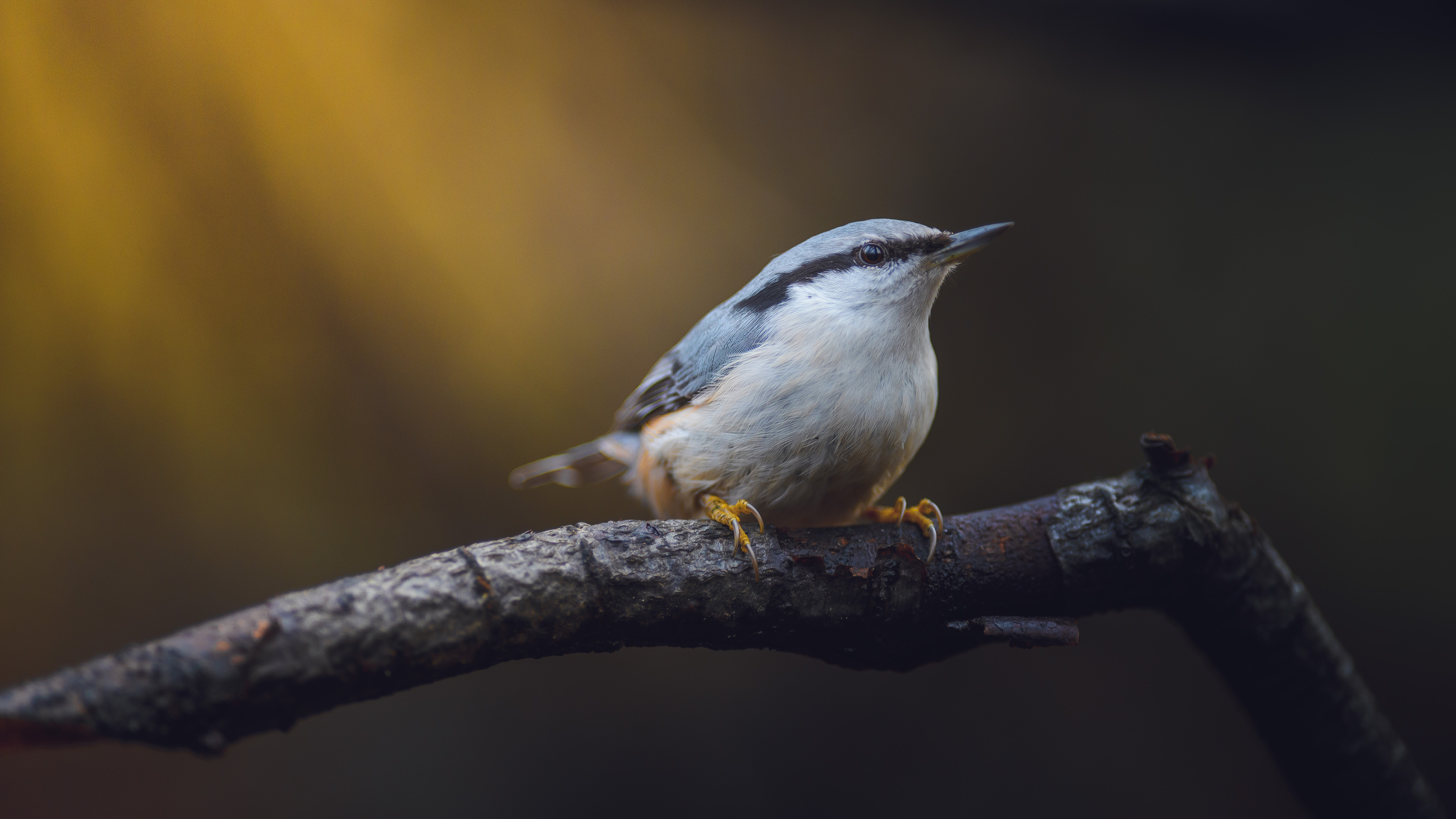 4K Nuthatch bird on a branch HD Wallpaper