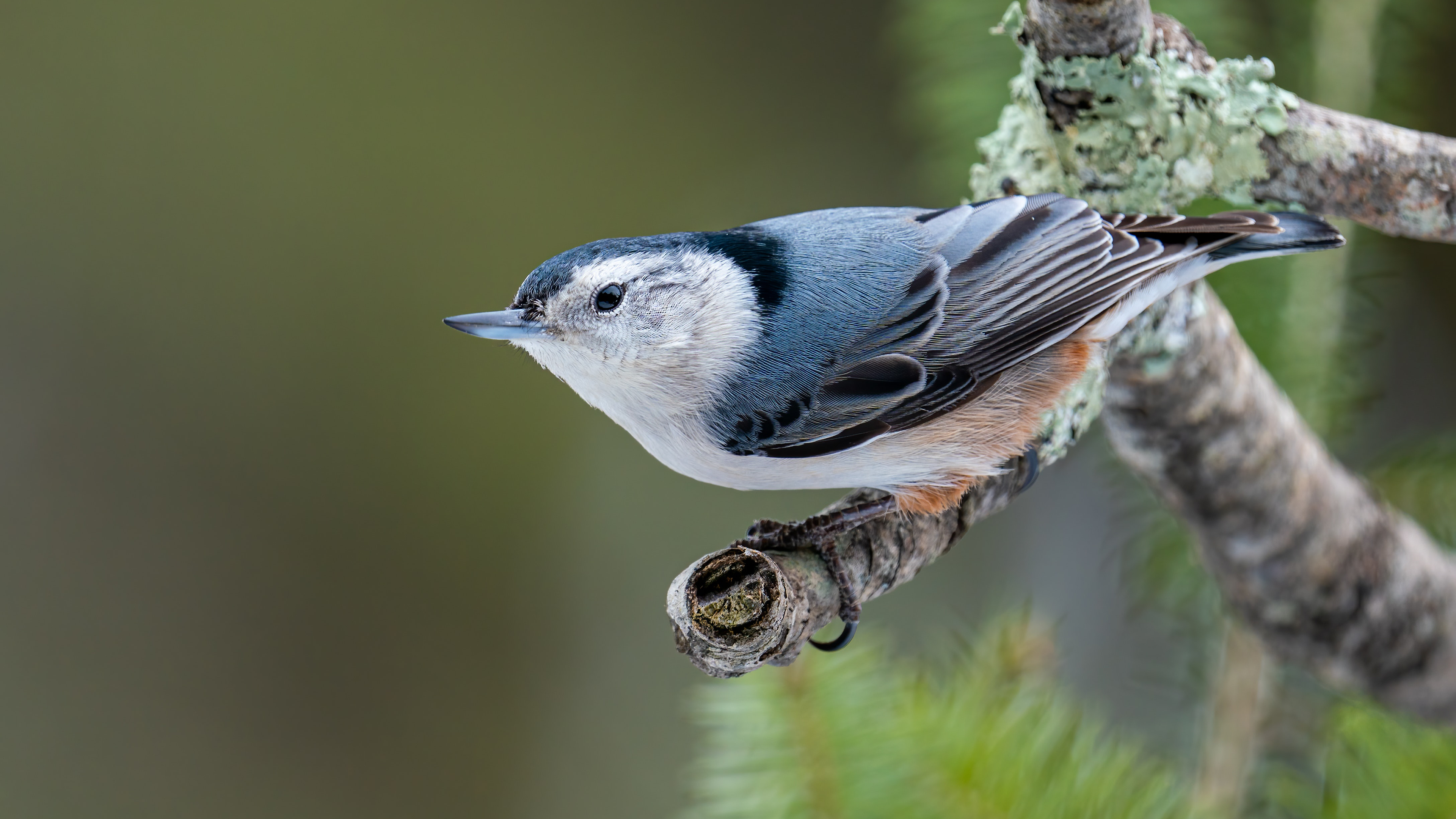 4K White-breasted Nuthatch on a branch HD Wallpaper