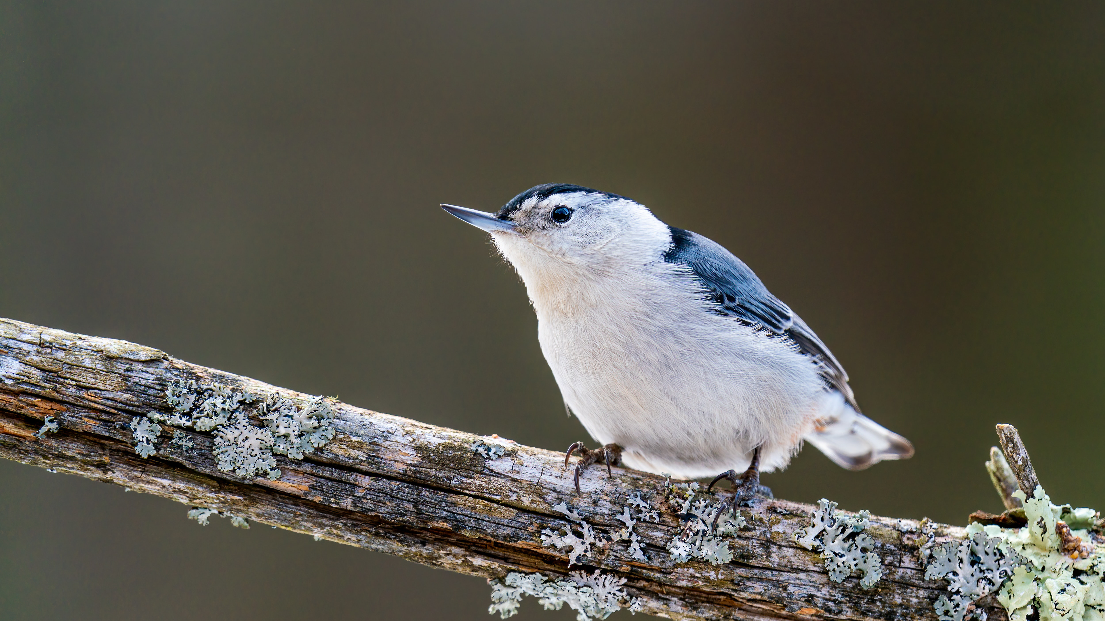 White-breasted Nuthatch perched on a branch HD Wallpaper