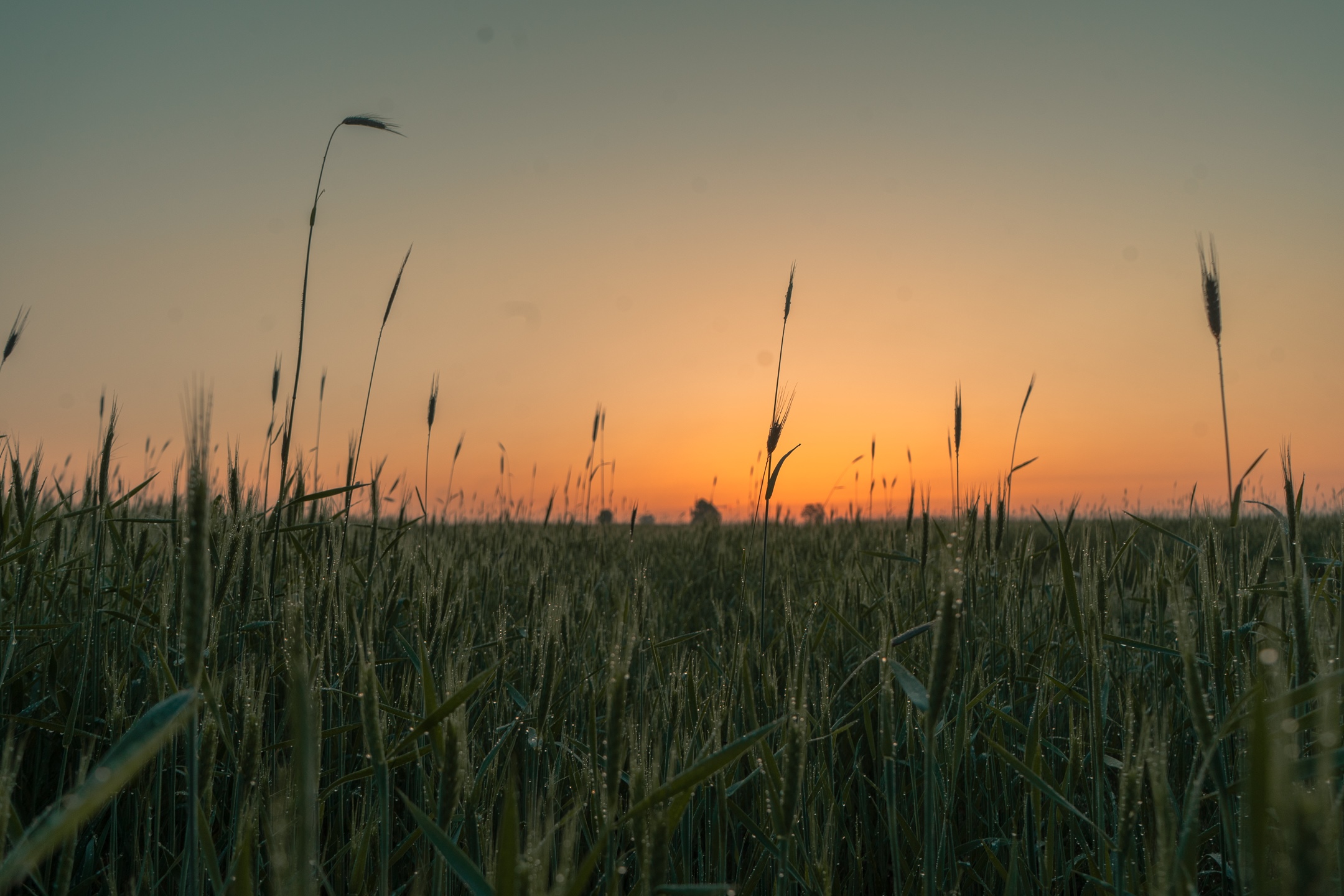 Wheat field at sunrise or sunset HD Wallpaper