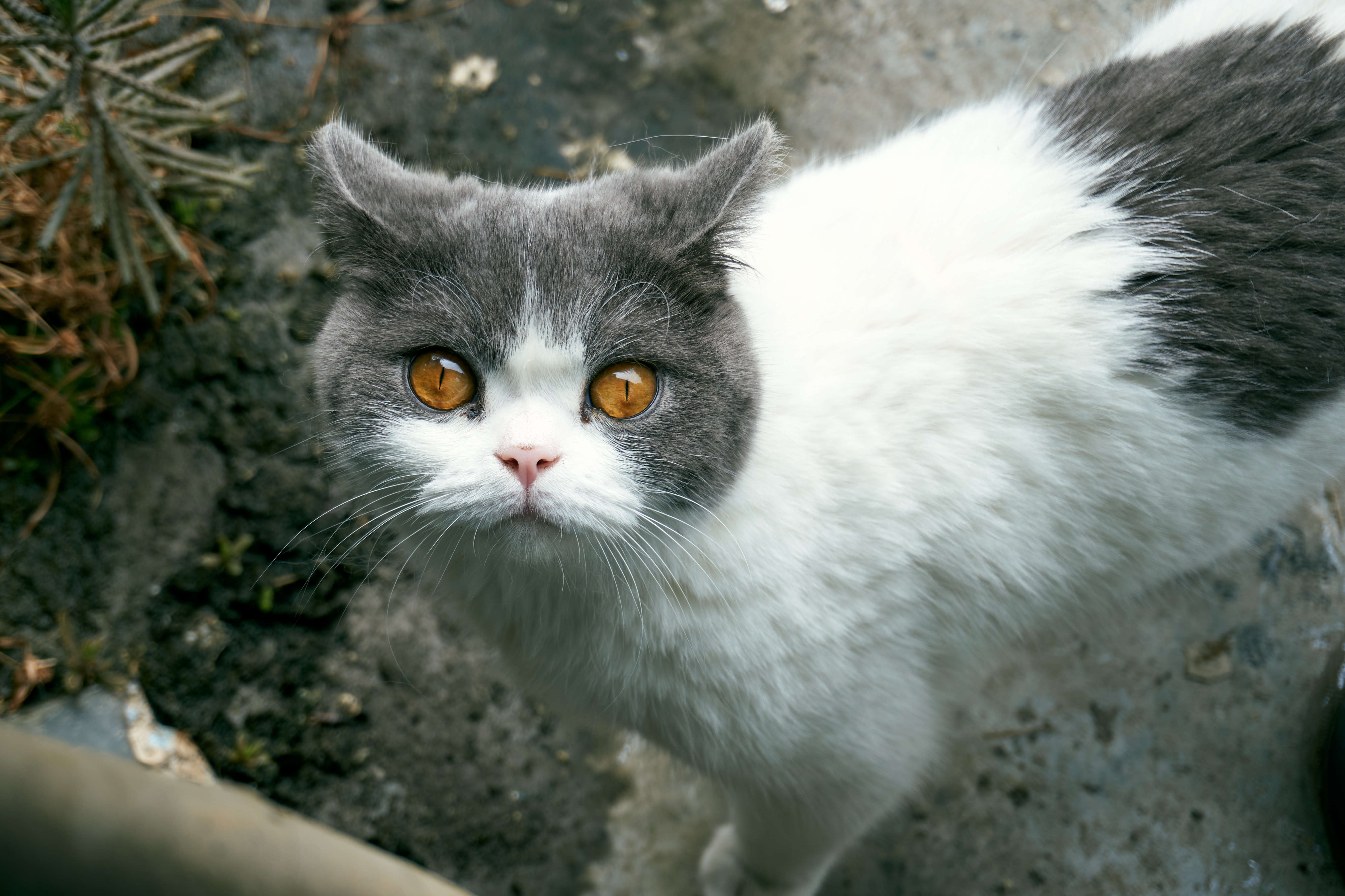 4K cat with grey and white fur HD Wallpaper