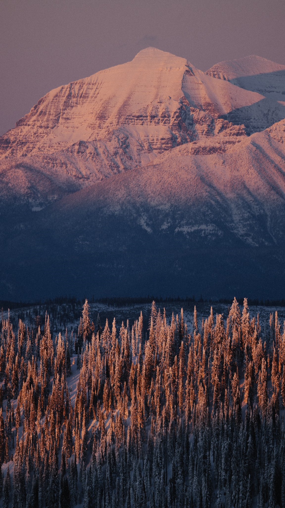 Snowy mountains at sunrise with pine forest HD Phone Wallpaper