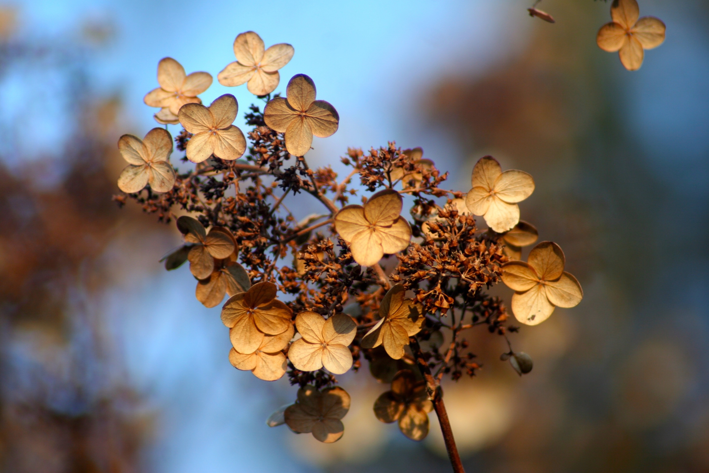 Dried hydrangea flowers on a branch against a blue sky HD Wallpaper
