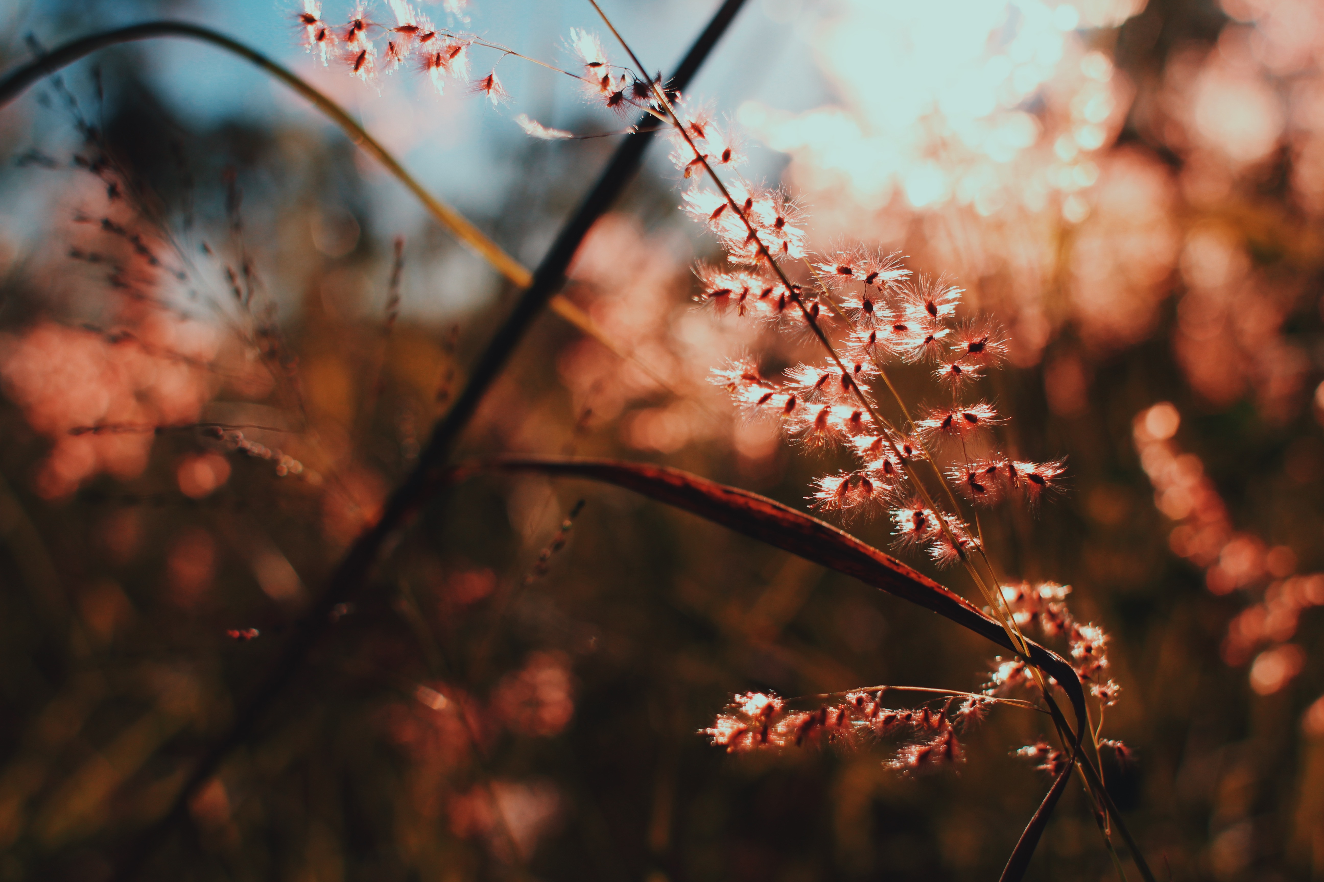 4K nature scene with grass and sunlight HD Wallpaper