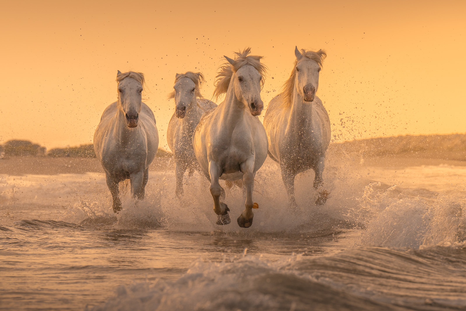 Four white horses running through water at sunset HD Wallpaper