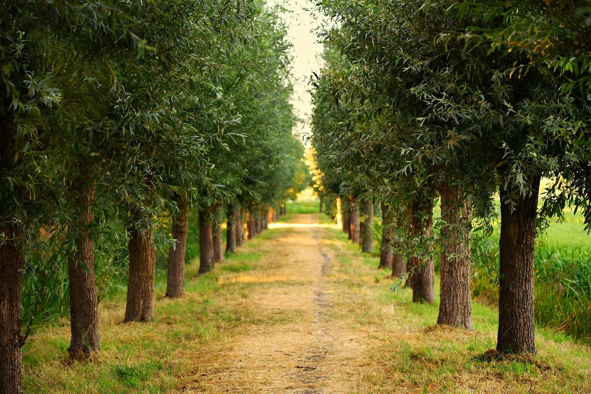 A dirt path lined with trees in a natural landscape HD Wallpaper