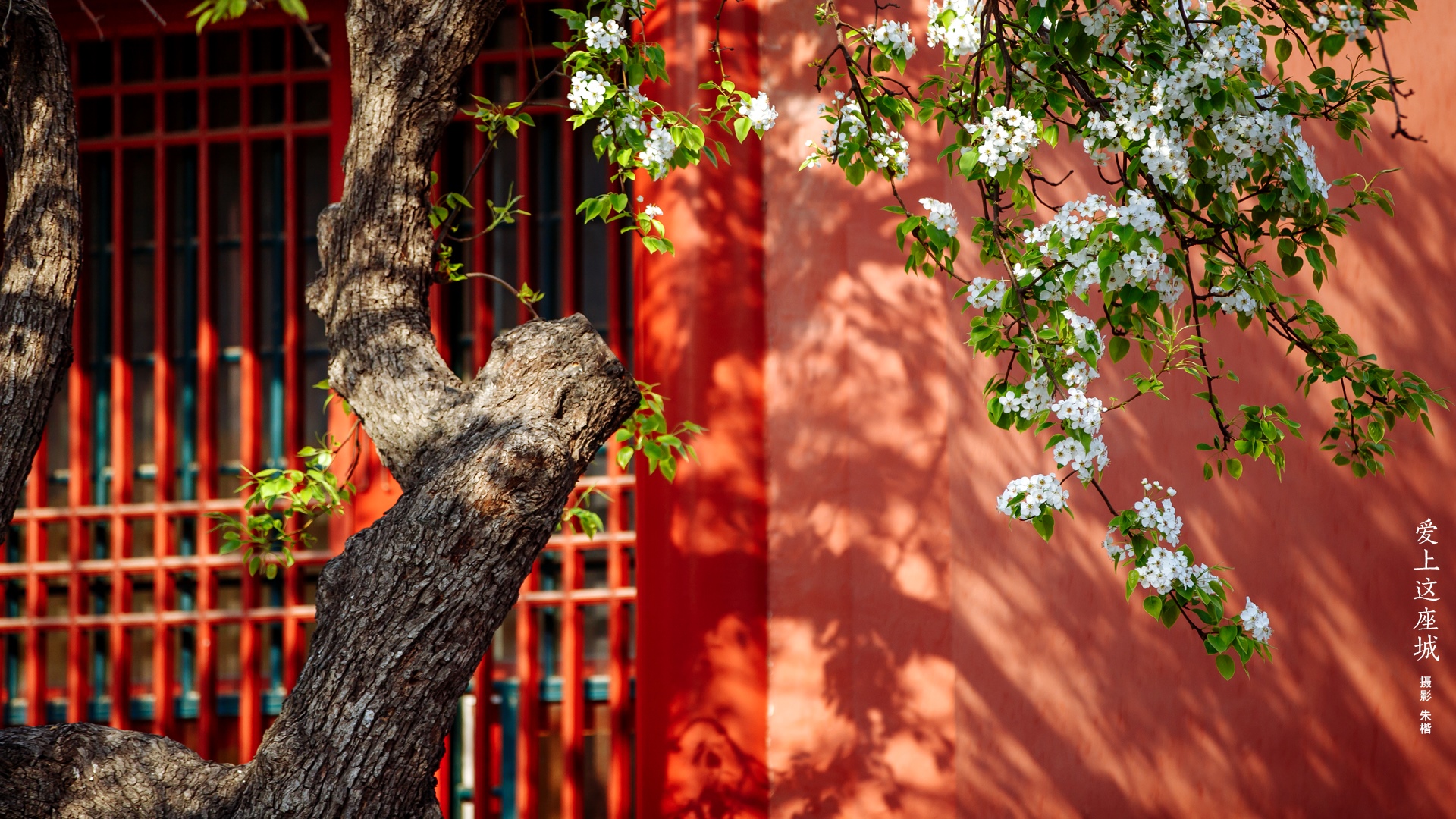 Blooming branches in front of a red wall in the Forbidden City HD Wallpaper