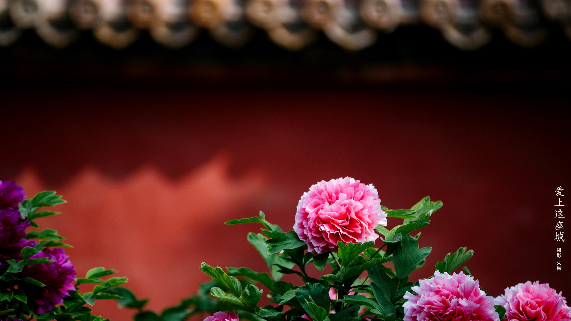 Pink Peonies in front of a Red Wall at the Forbidden City HD Wallpaper