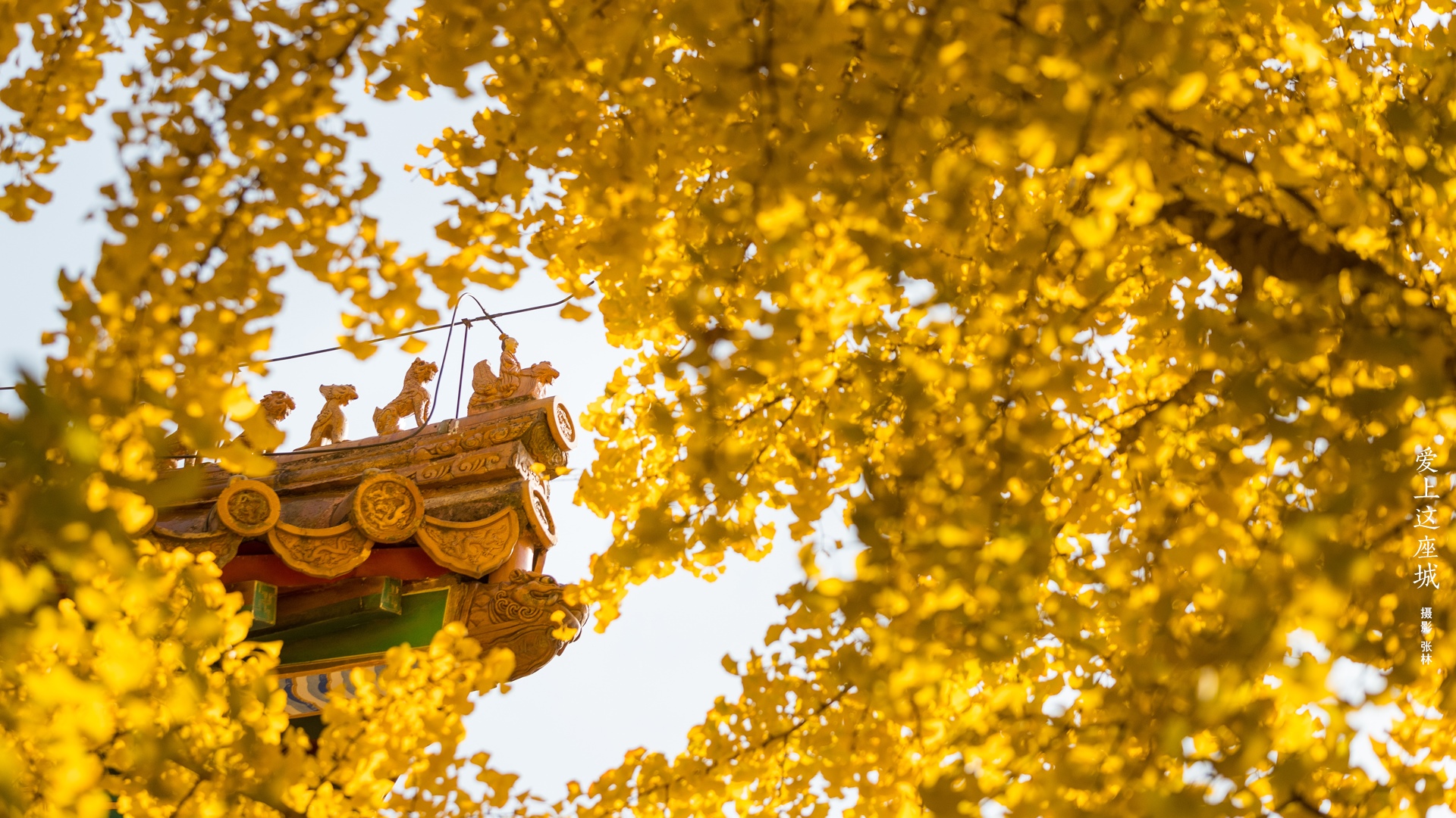 Ginkgo leaves frame traditional Chinese architecture HD Wallpaper