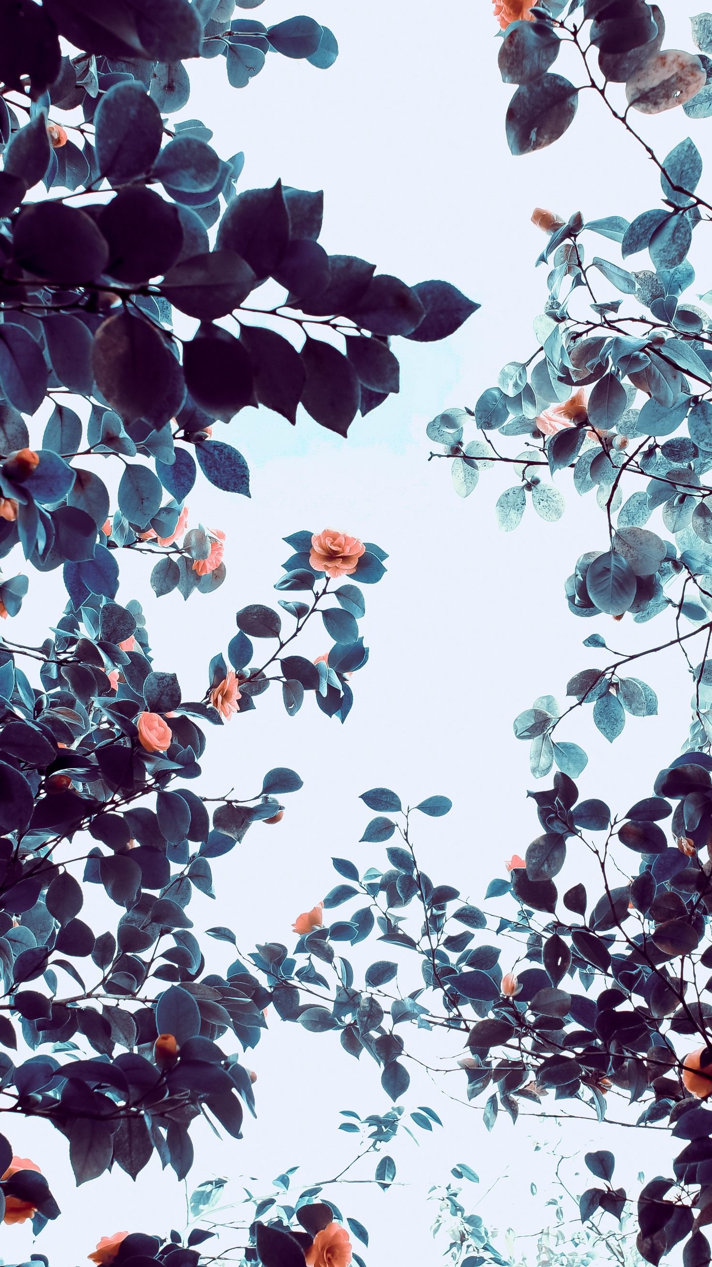 Pink roses and dark leaves against a bright sky HD Phone Wallpaper