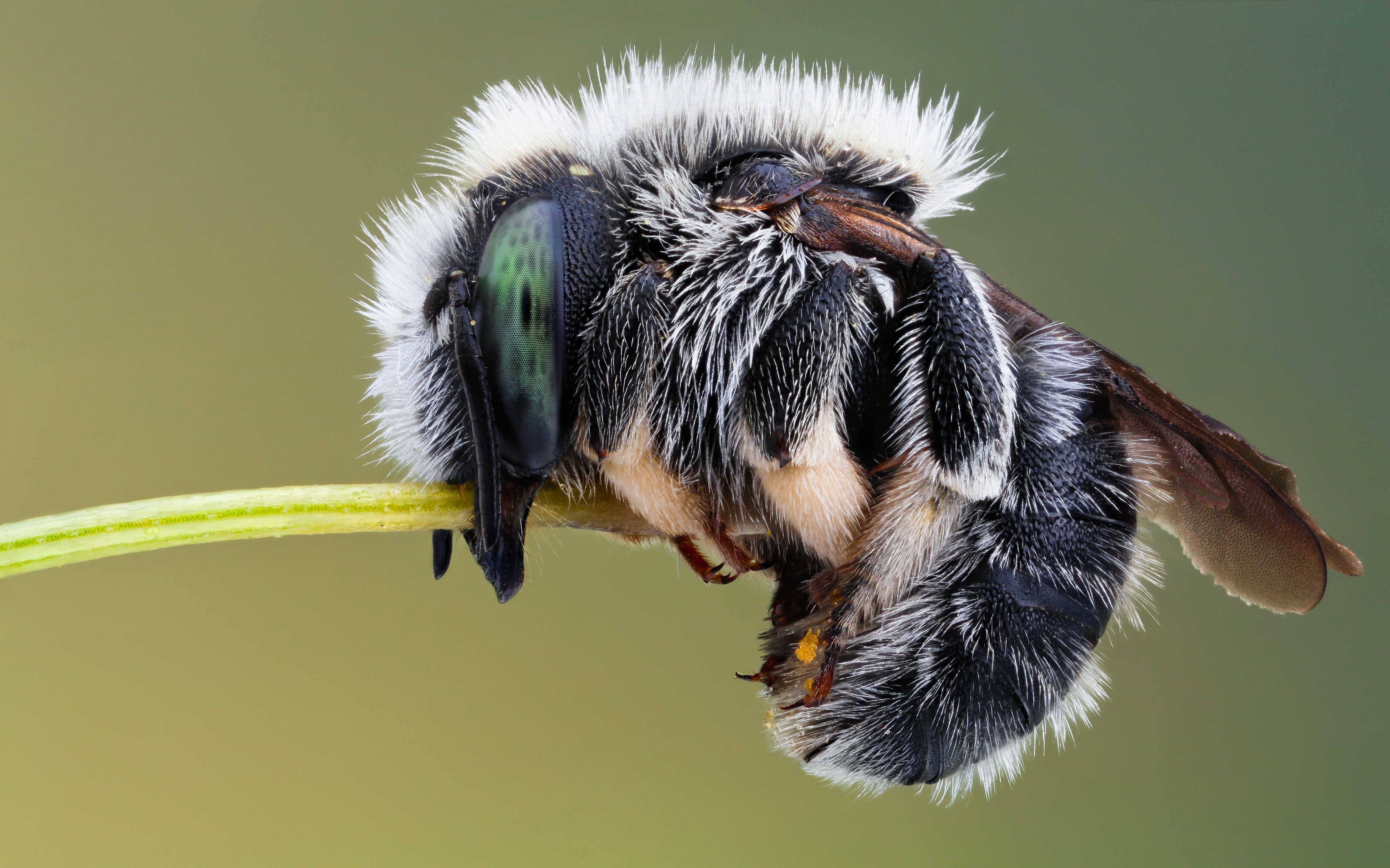 4K Macro Closeup of a Hairy Bee on a Green Stem HD Wallpaper