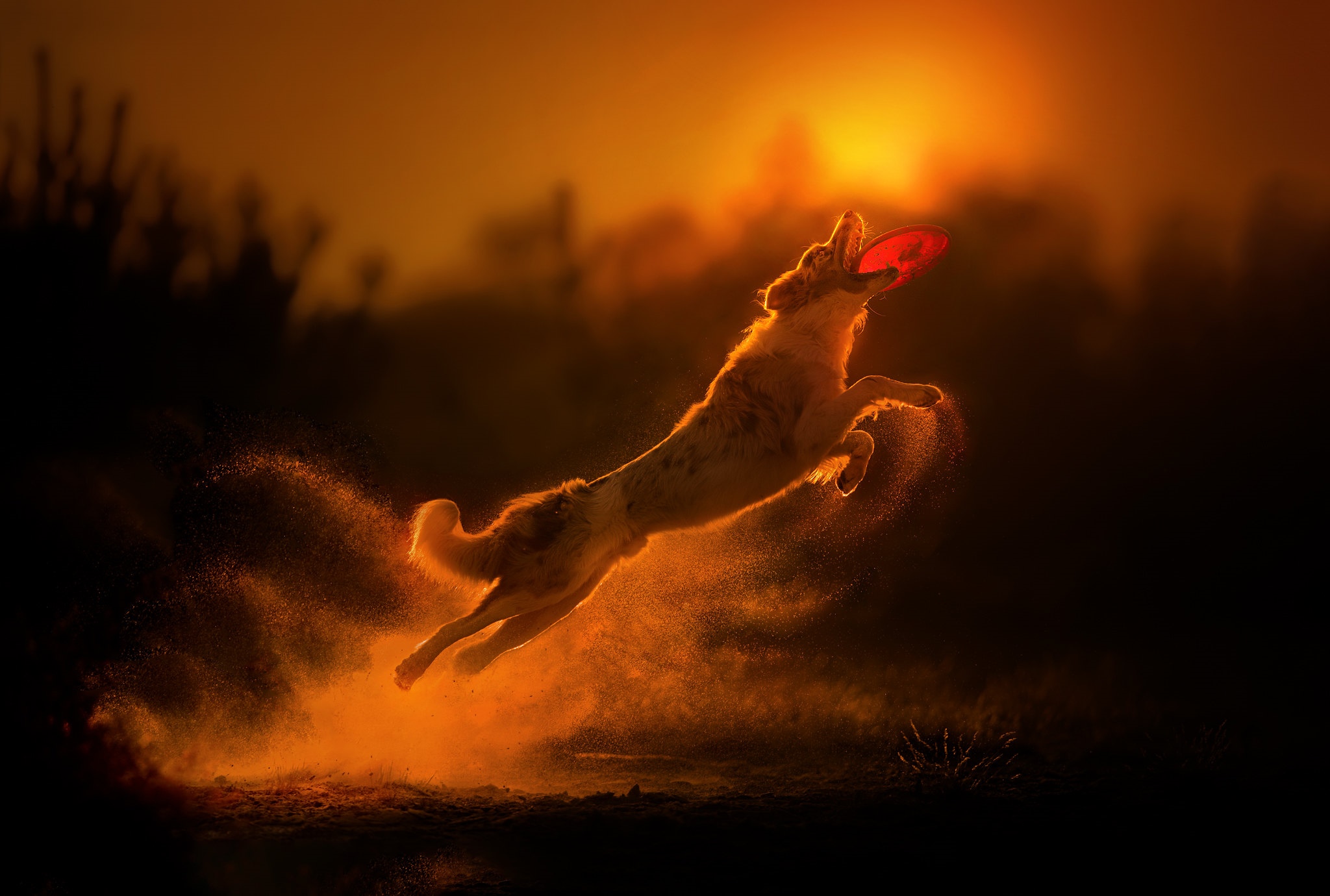 Dog jumping to catch a frisbee at sunset HD Wallpaper