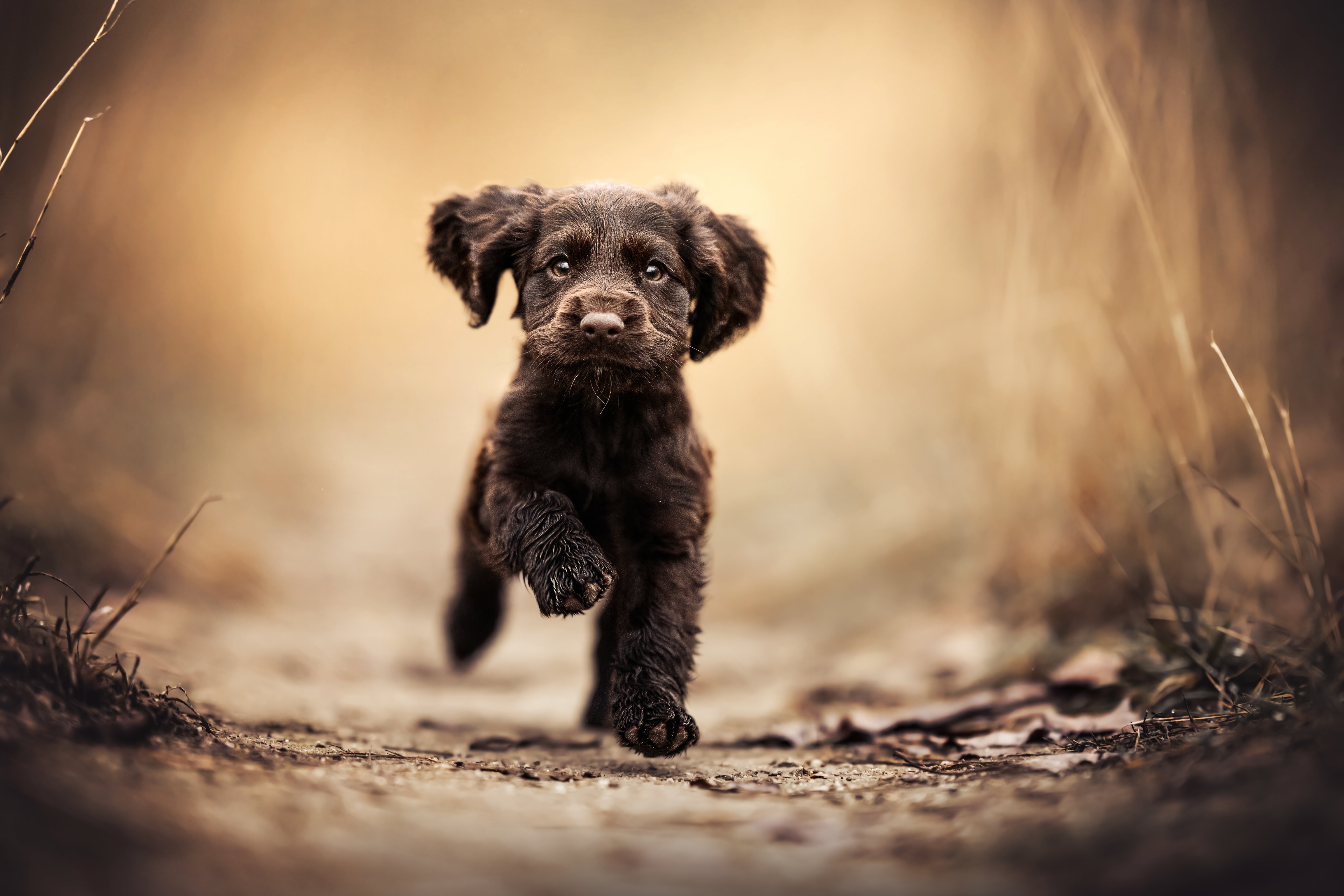 4K brown puppy running on a dirt path HD Wallpaper