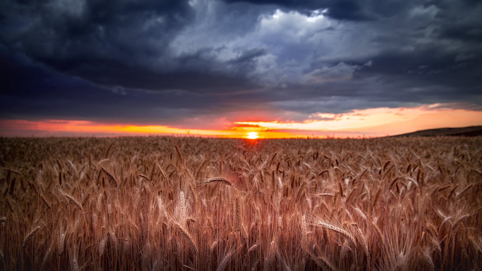 Sunset over a wheat field with dark clouds HD Wallpaper