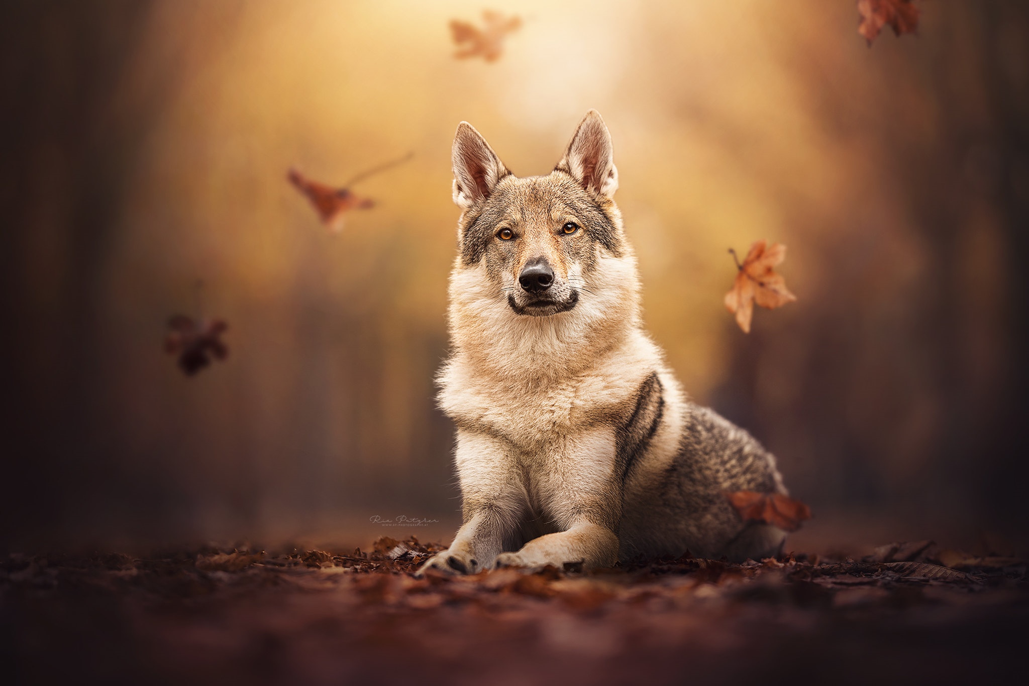 Wolf dog sitting among autumn leaves HD Wallpaper