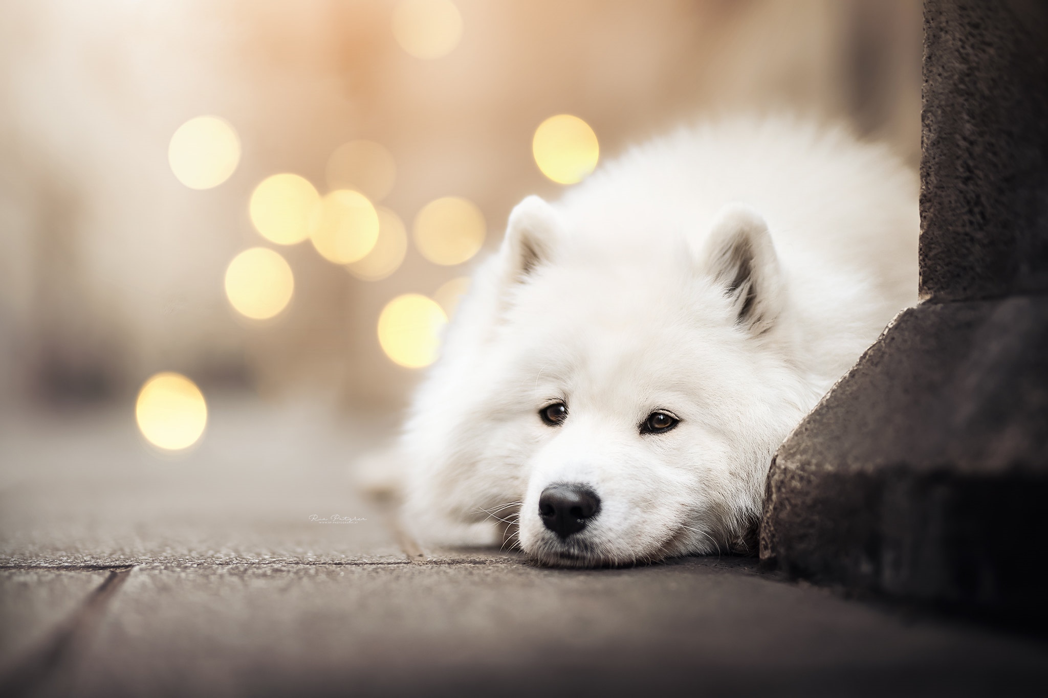 Samoyed dog resting near a stone pillar with bokeh lights HD Wallpaper