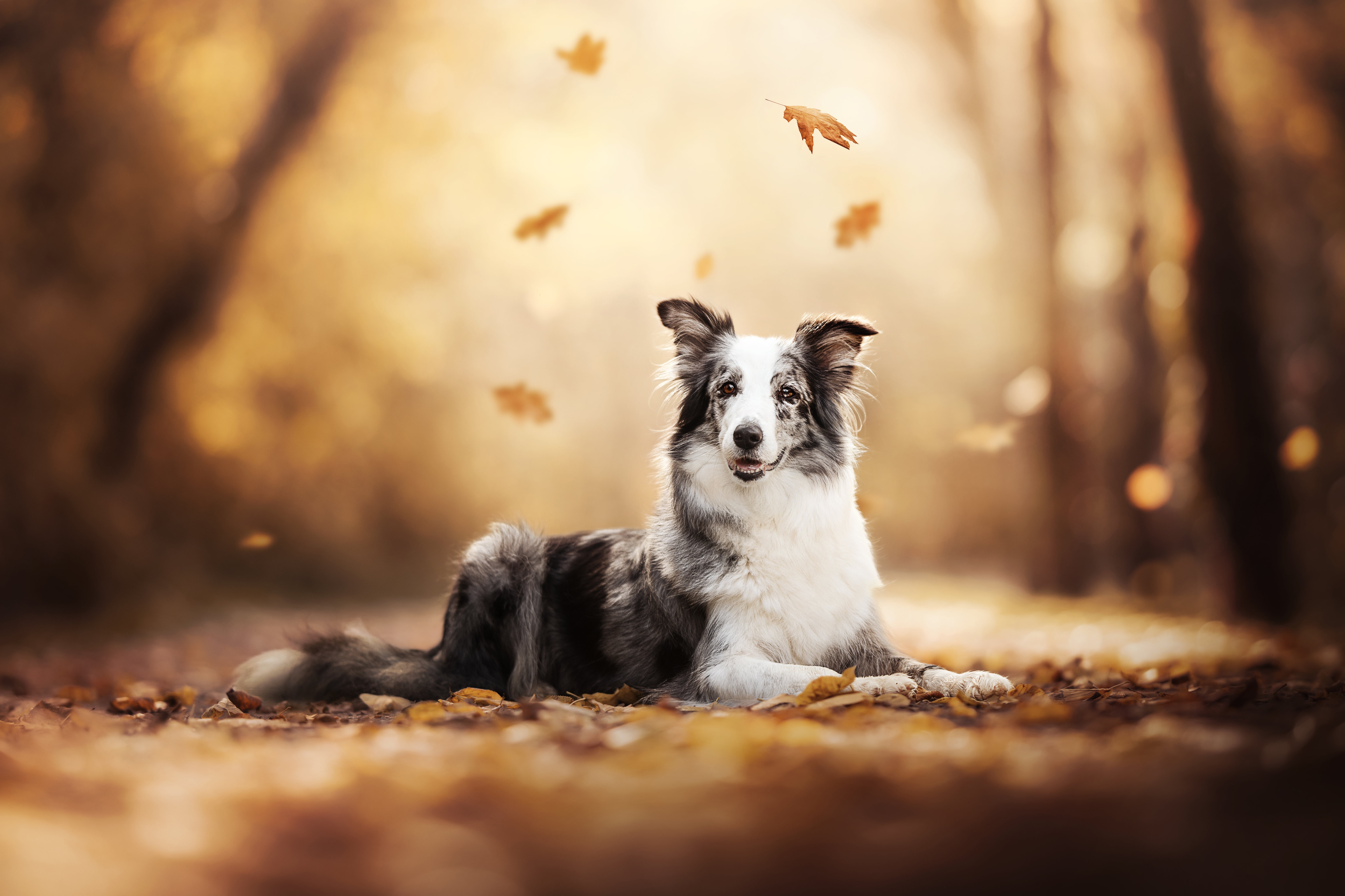 4K dog lying on autumn leaves HD Wallpaper