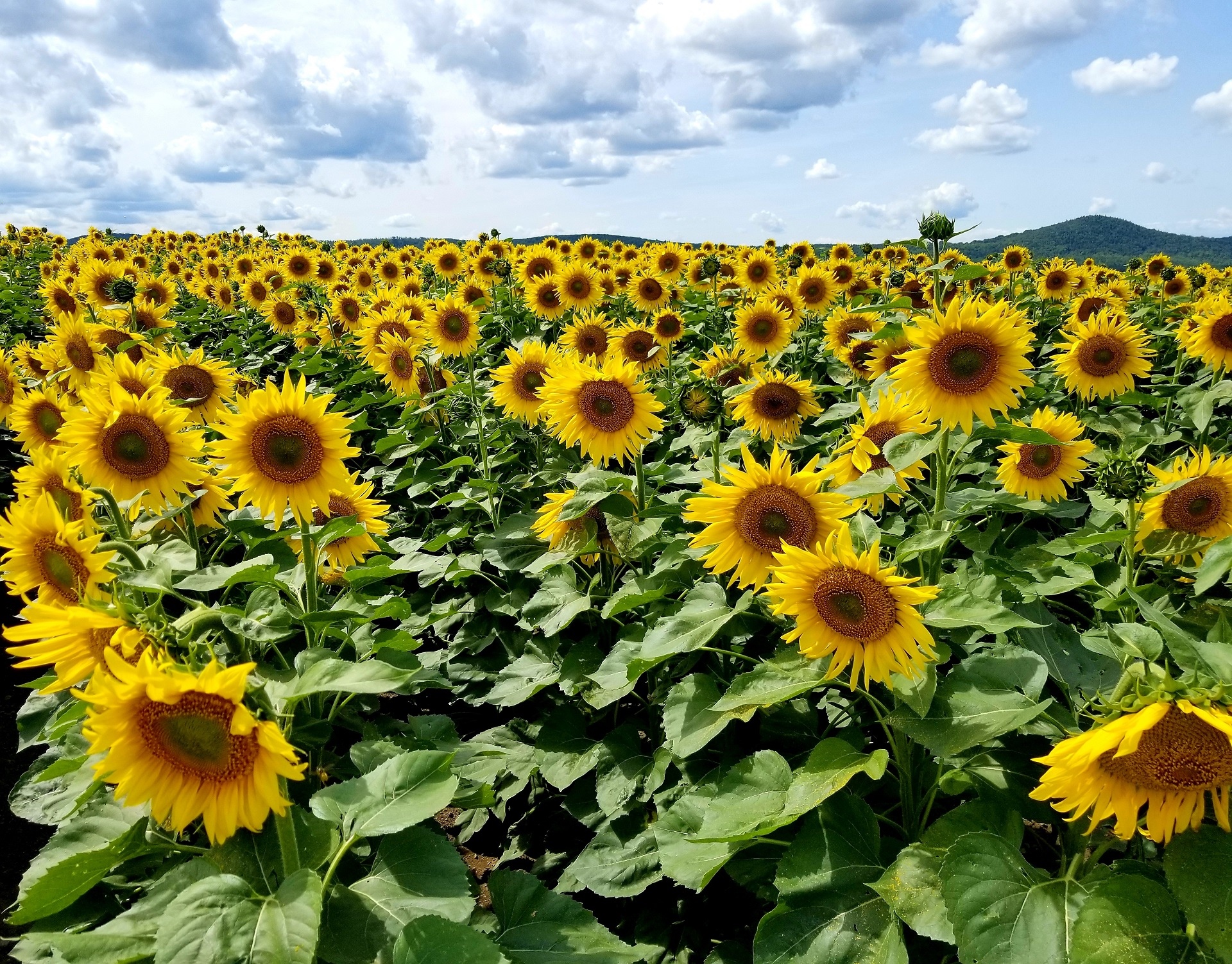 Field of sunflowers under a cloudy sky HD Wallpaper