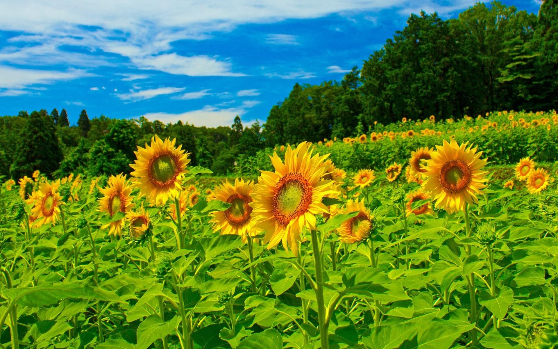 Field of sunflowers under a blue sky HD Wallpaper