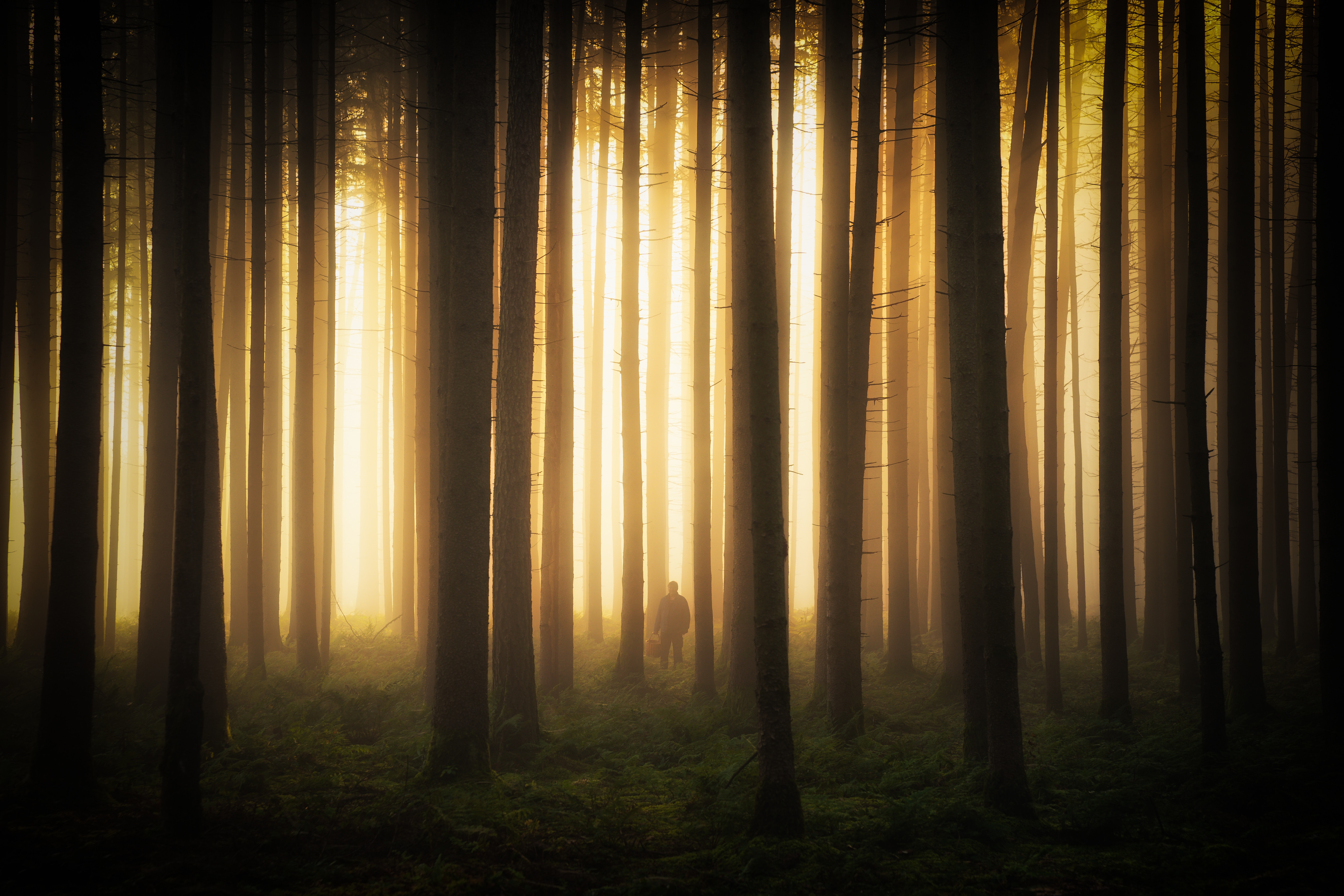 Man walking in a foggy forest with sunlight HD Wallpaper