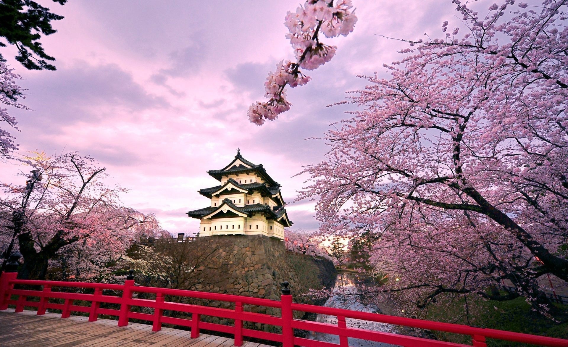 Japanese castle surrounded by cherry blossoms at sunset HD Wallpaper