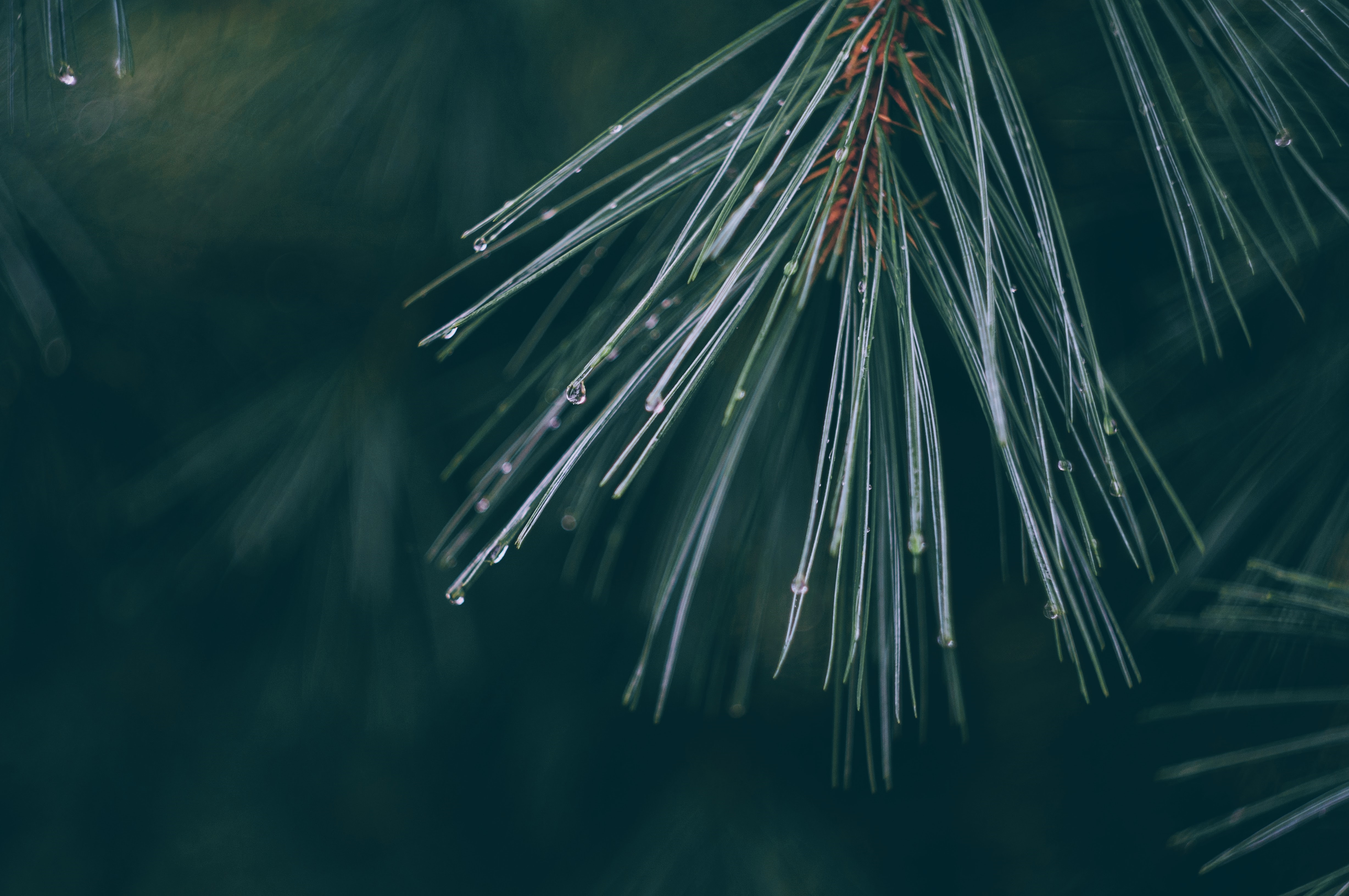 Macro shot of pine needles with water drops HD Wallpaper