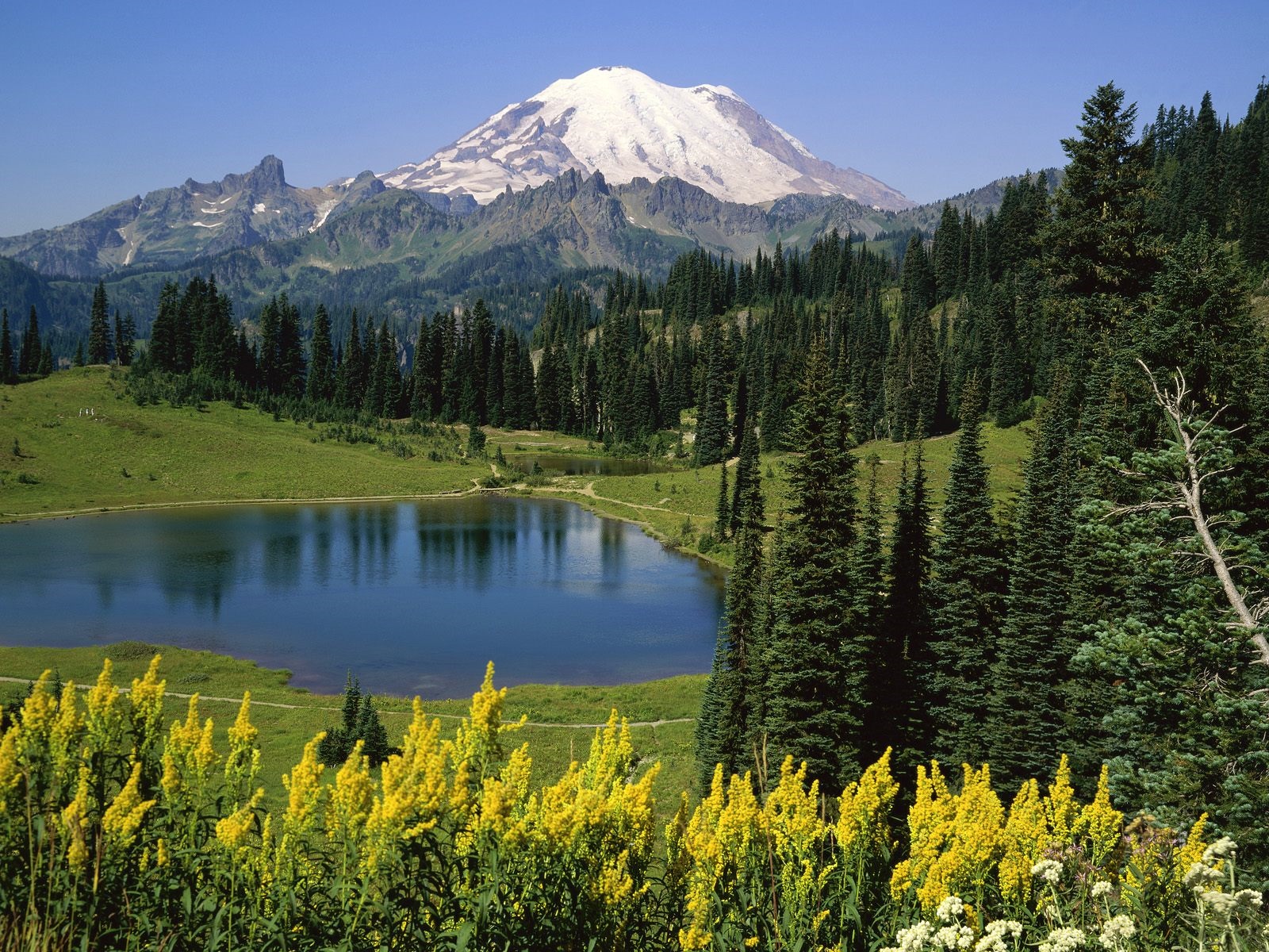 Mount Rainier reflected in a lake with wildflowers HD Wallpaper